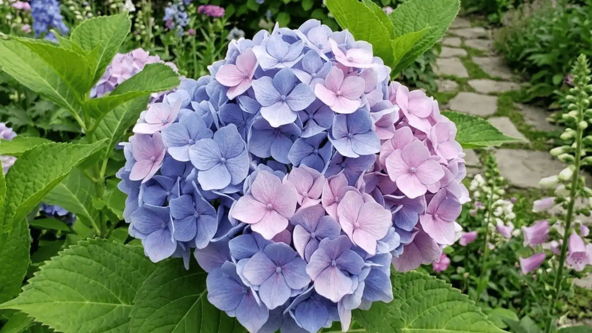 large dusty blue and pink hydrangea bloom cluster on a shrub in a cottage garden