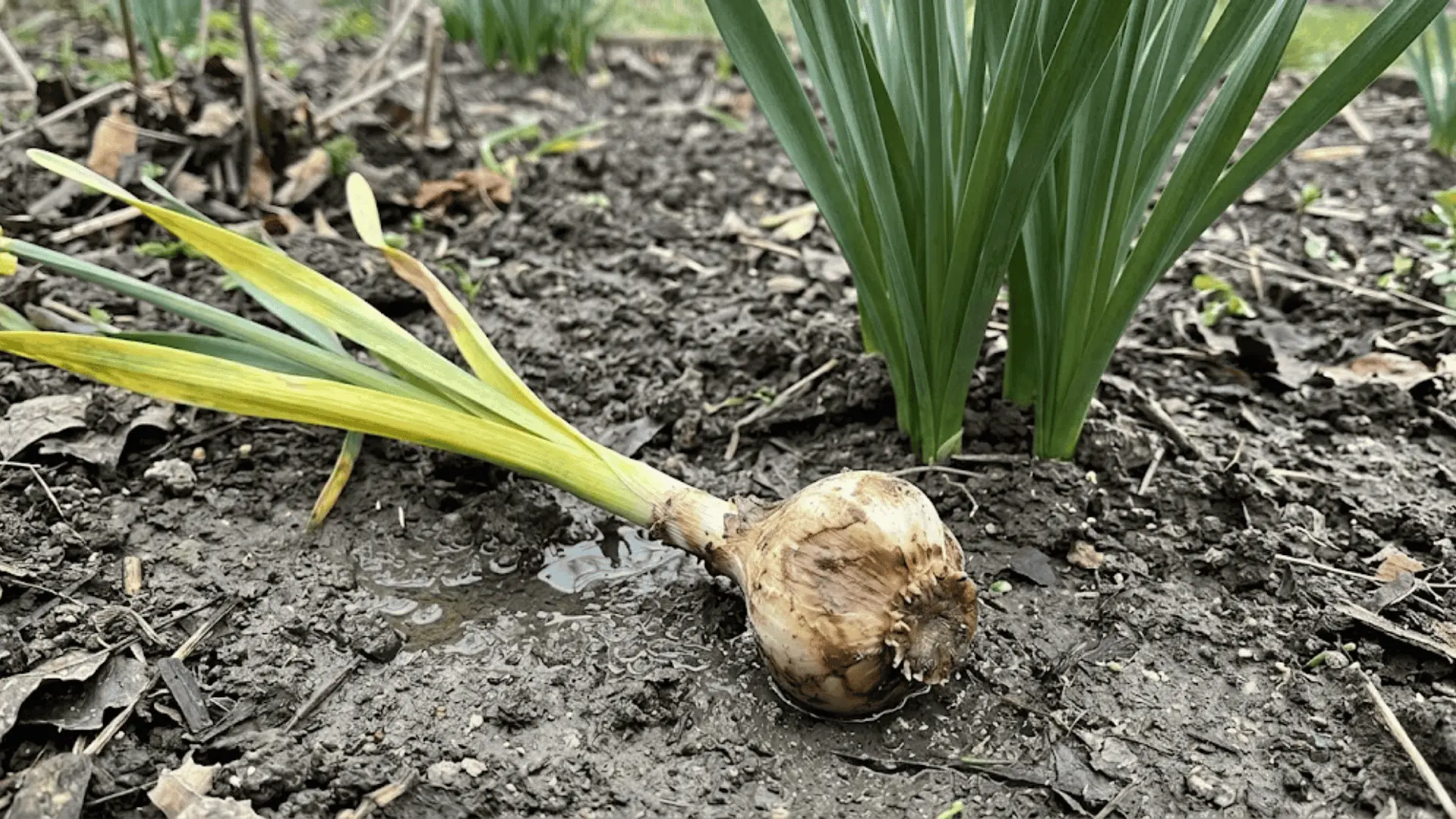 lifted narcissus bulb with basal rot damage on damp soil beside a stem with premature yellowing leaves