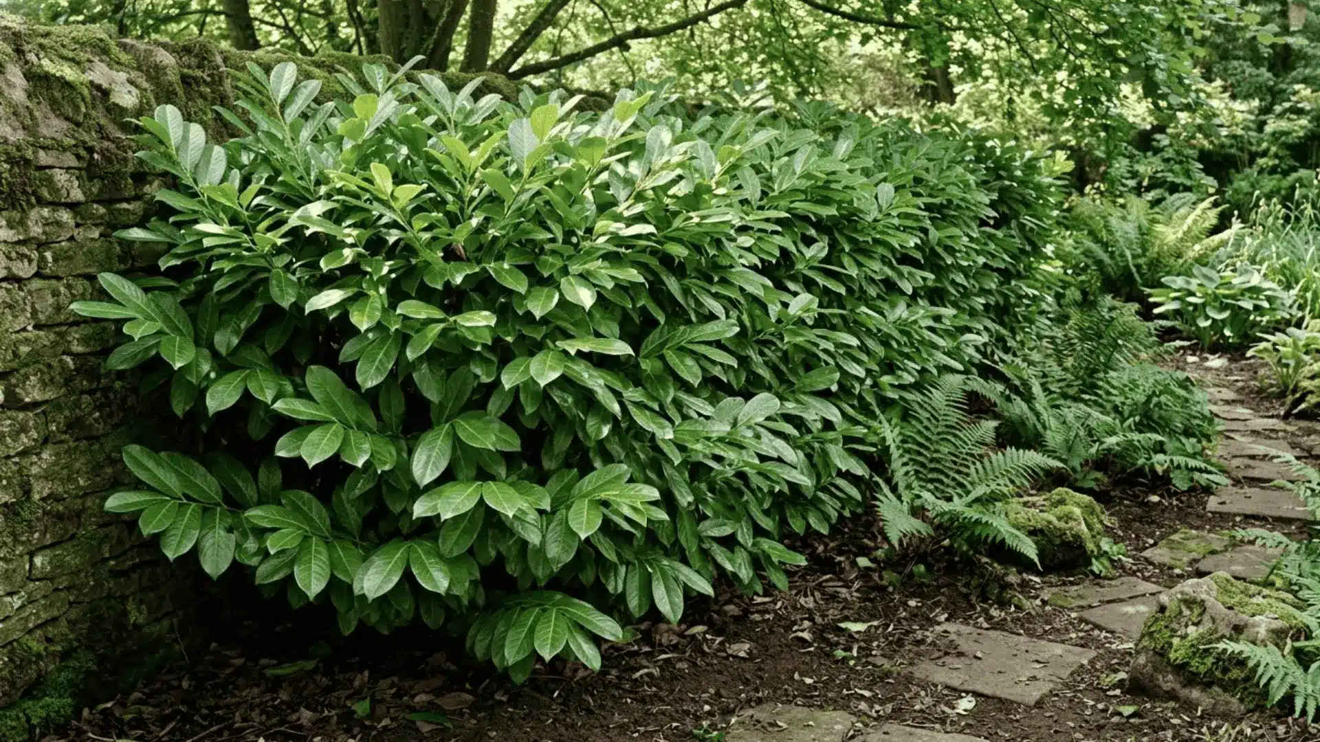 lush cherry laurel hedge with large glossy leaves growing in a shaded garden setting