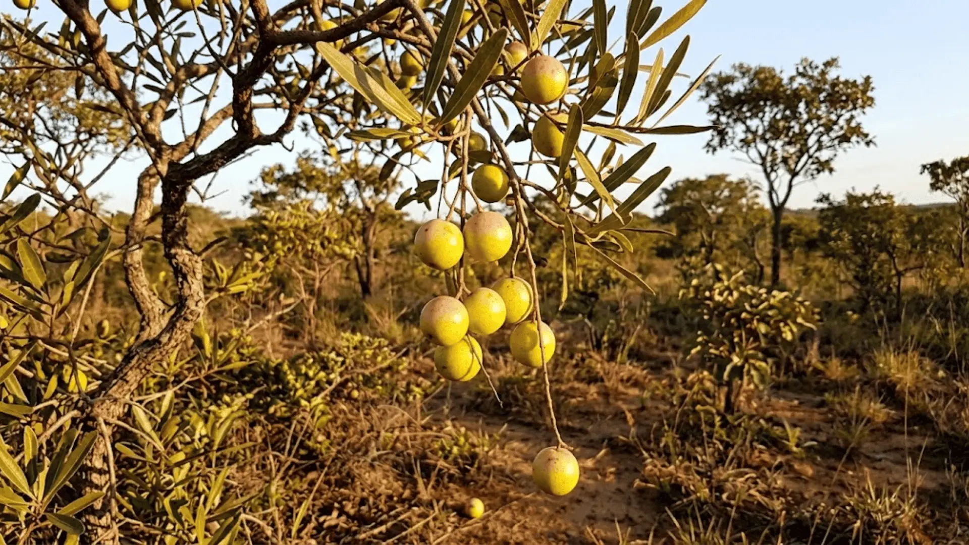 mangaba fruits on tree in brazil's cerrado landscape in warm afternoon light