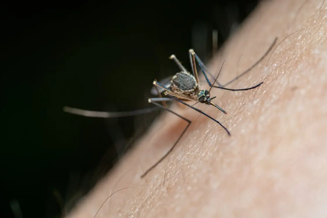 Close-up of mosquito biting human skin with dark background