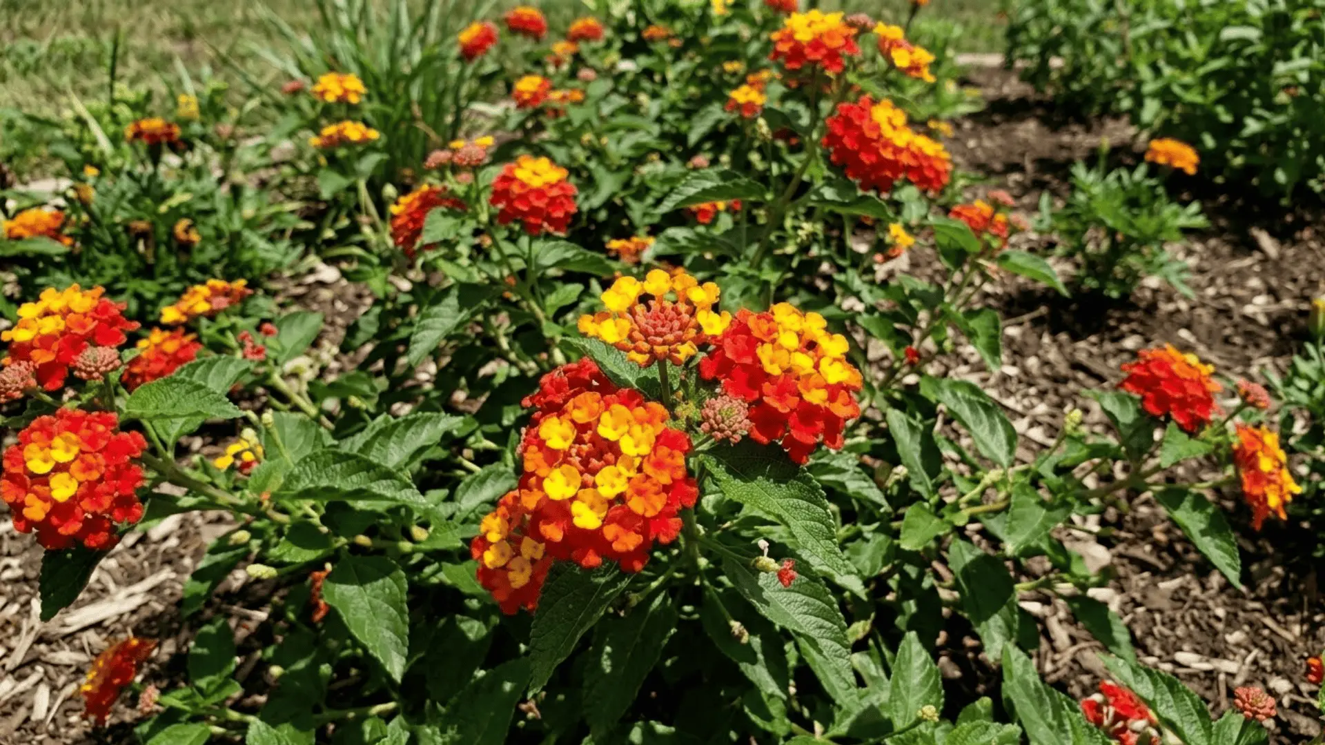 multicolor lantana flower clusters in full bloom with yellow orange and red florets in bright garden sunlight