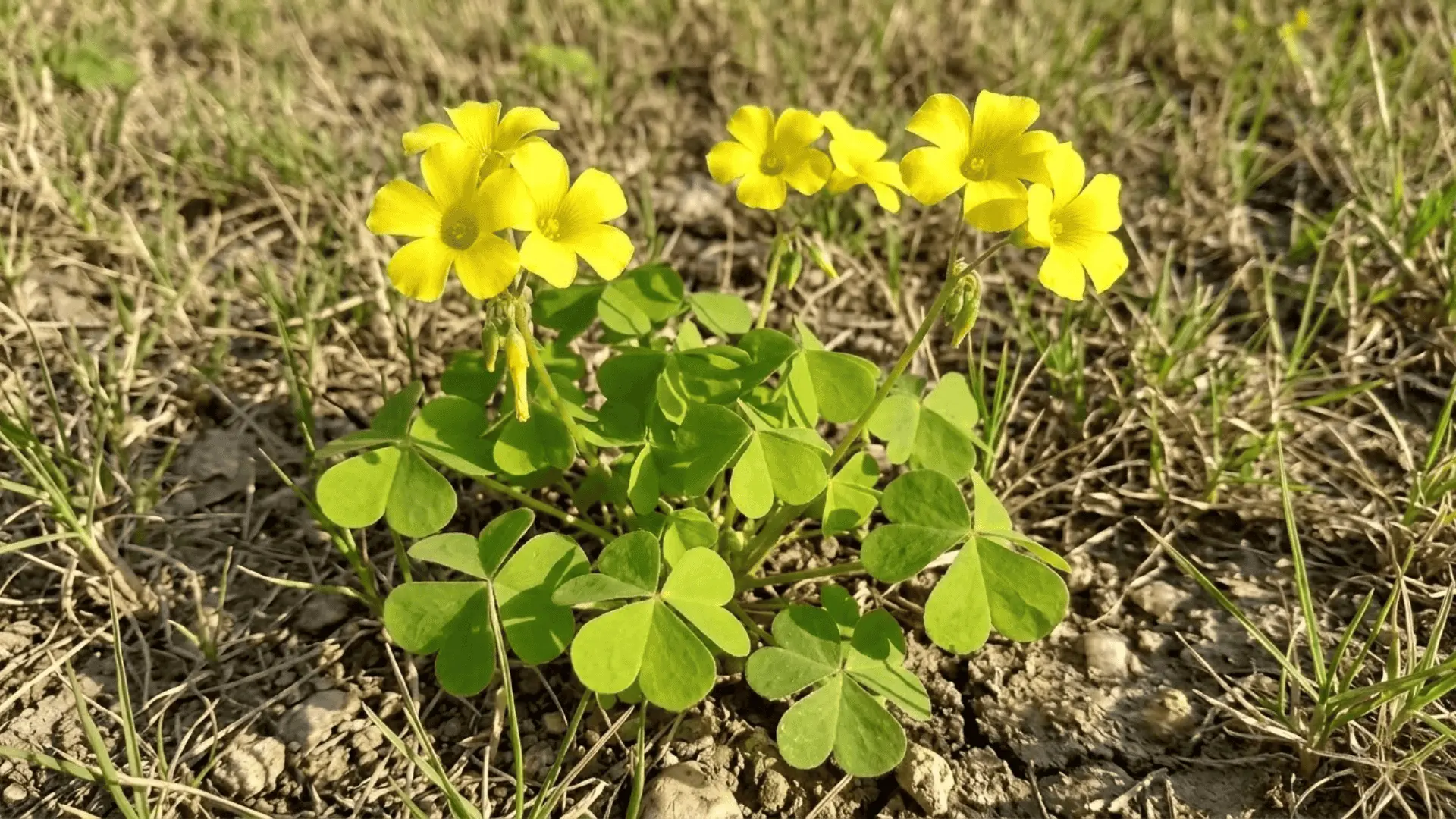 oxalis with heart-shaped leaflets and bright yellow flowers growing through thin dry lawn grass
