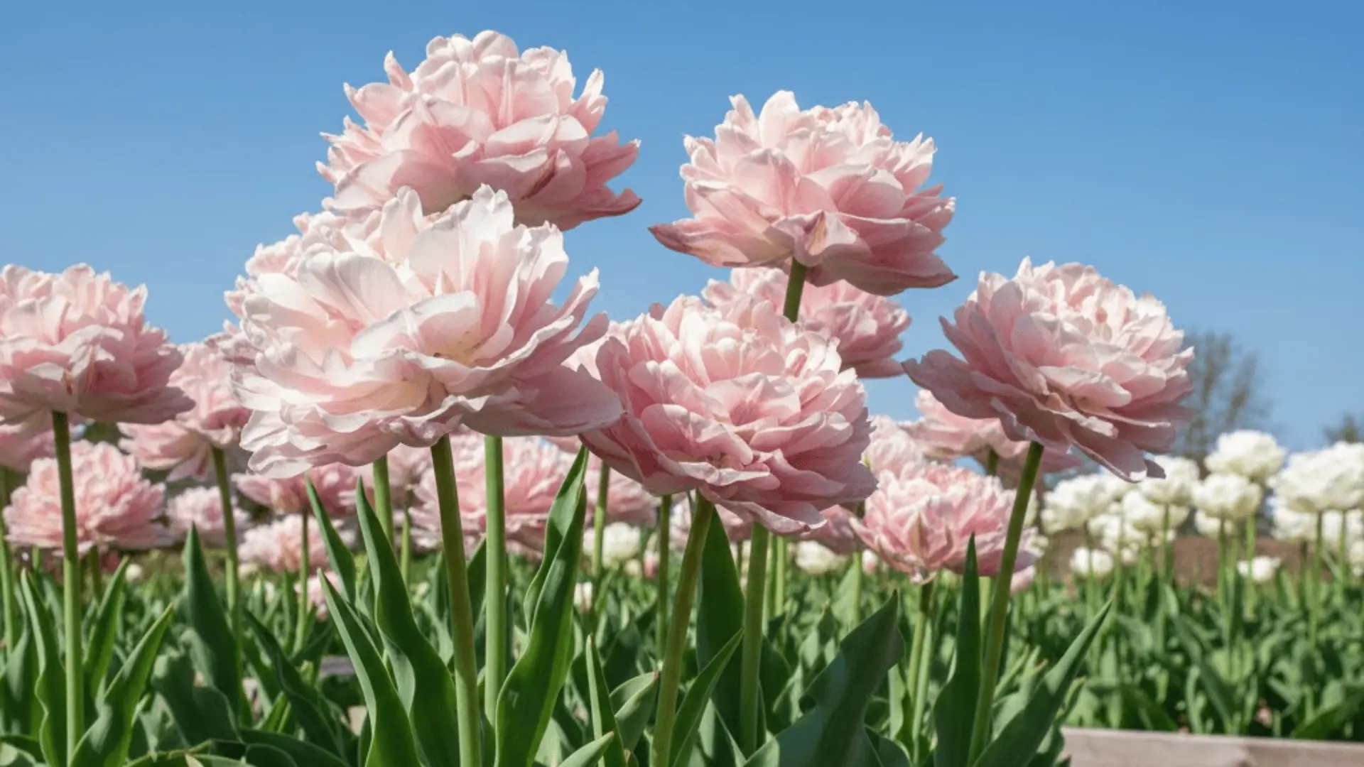 pale pink double tulips with ruffled peony-like petals blooming in a spring garden bed