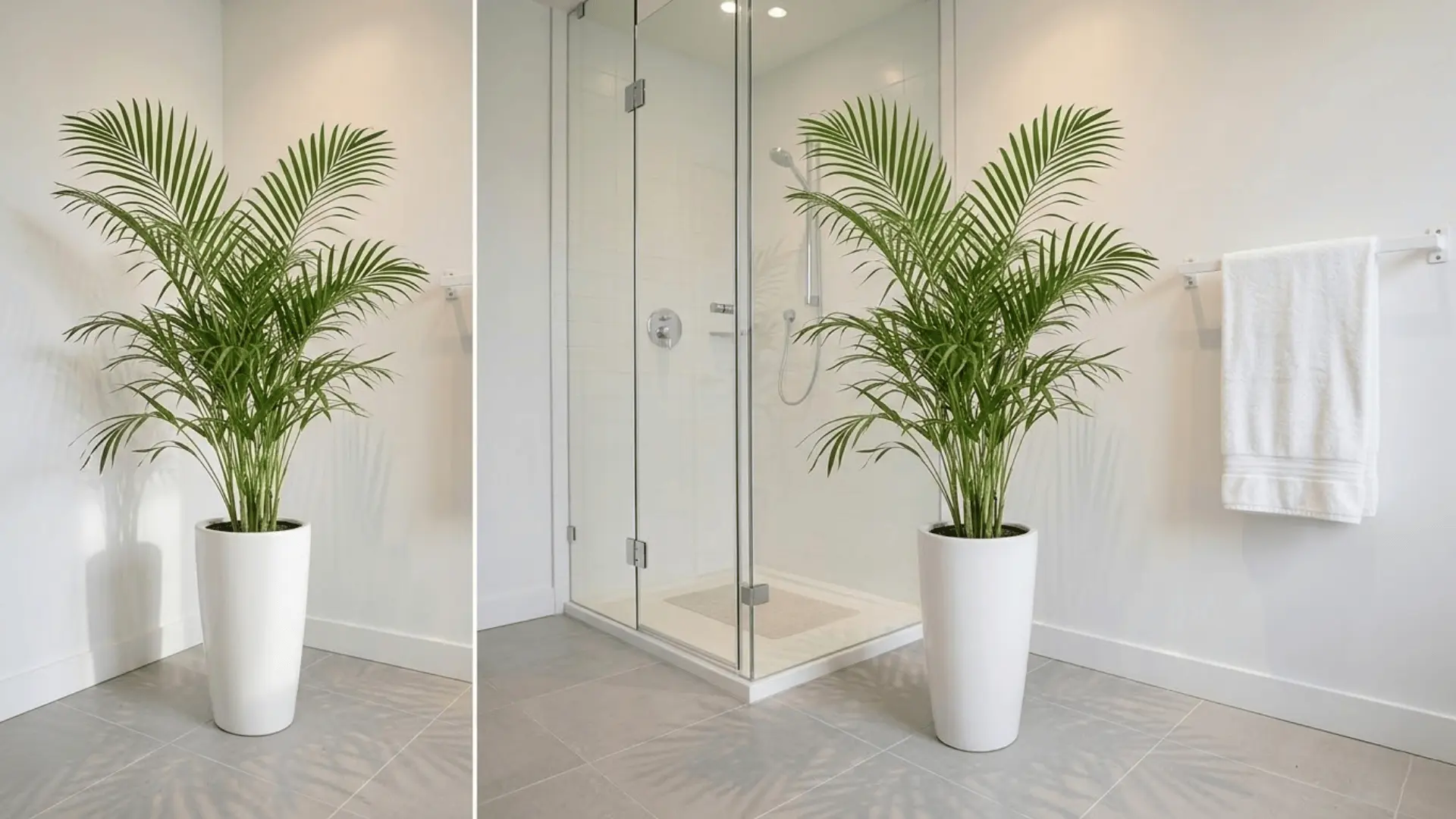 parlor palm in a white ceramic pot in a bathroom corner beside a glass walk-in shower with grey tiles