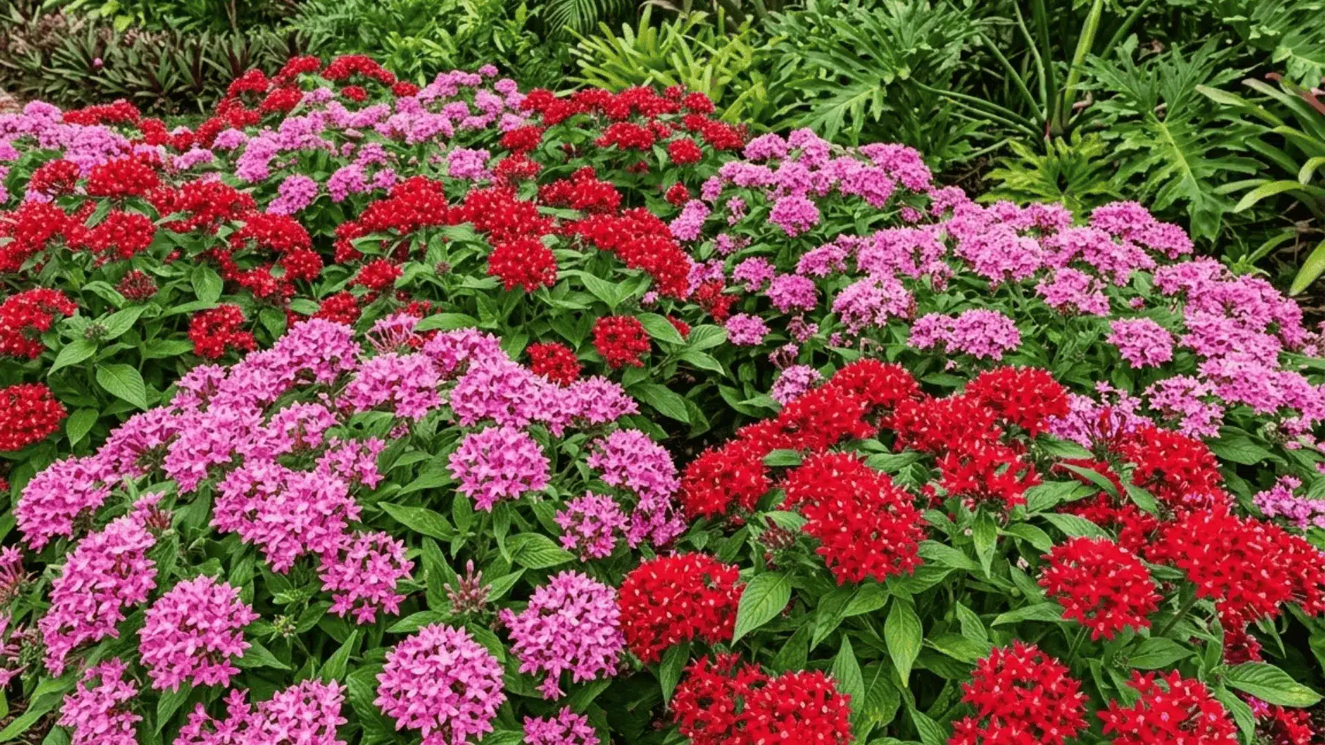 red and pink pentas with detailed star-shaped florets in a bright tropical garden setting in natural daylight