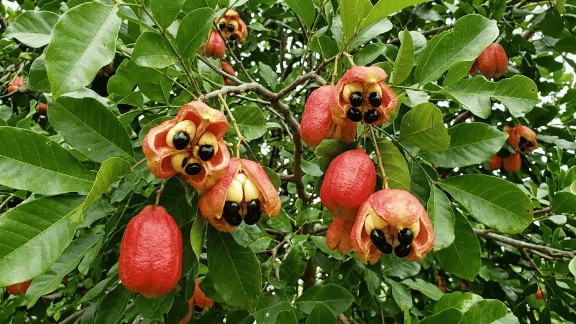ripe ackee fruits split open on the tree in natural jamaican sunlight