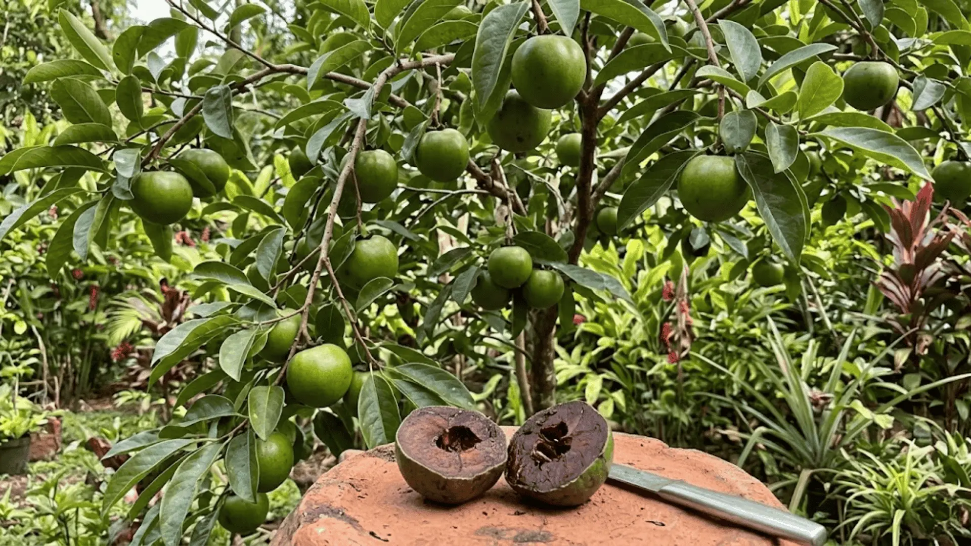 ripe black sapote fruit cut open showing dark chocolate-like interior in tropical garden