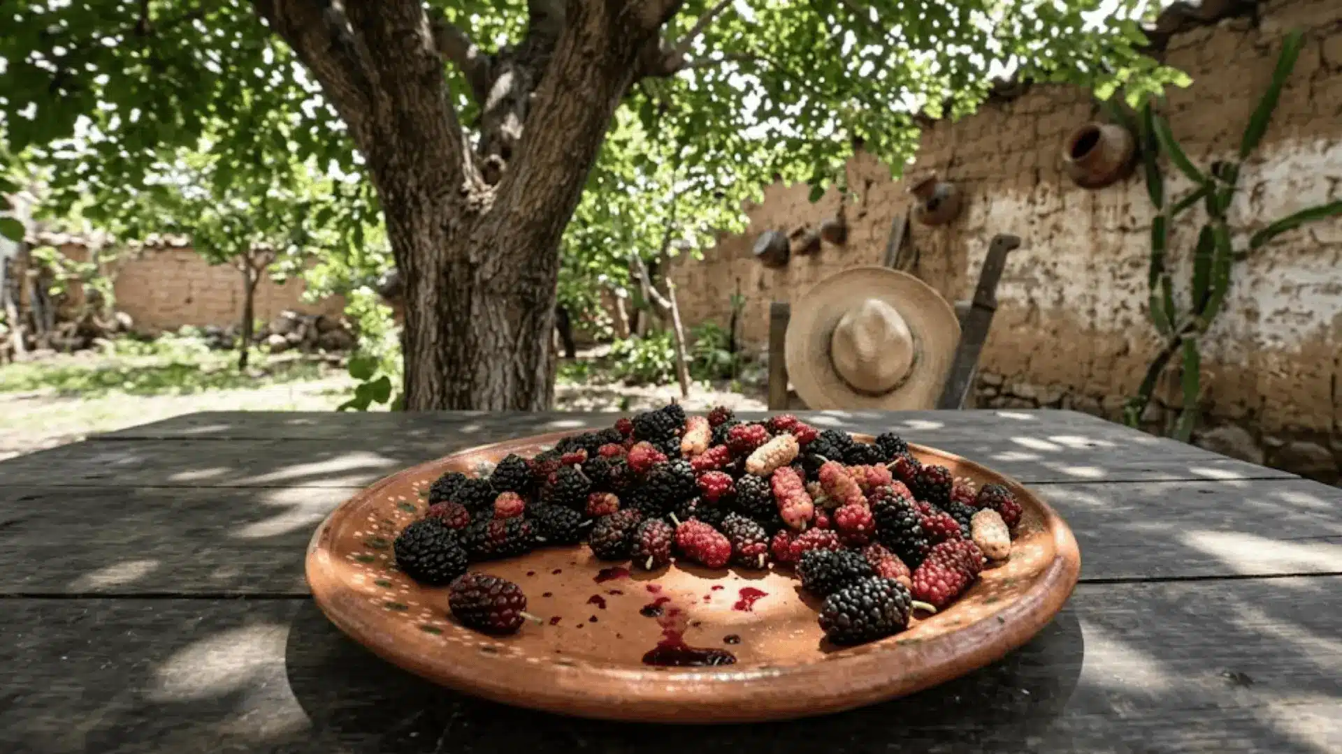 ripe mulberries in deep purple tones on a clay plate under a mulberry tree in a mexican garden