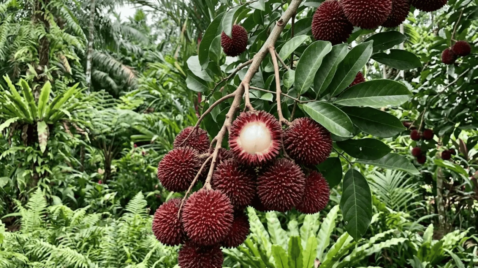 ripe pulasan fruits on branch in a malaysian garden with one split to show flesh