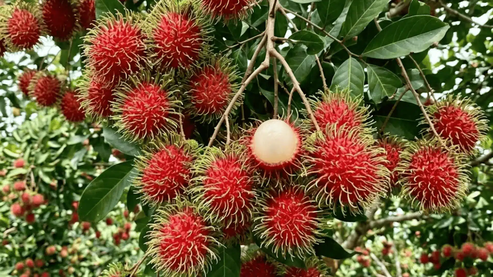 ripe rambutan fruits on branch in a malaysian orchard with one split open