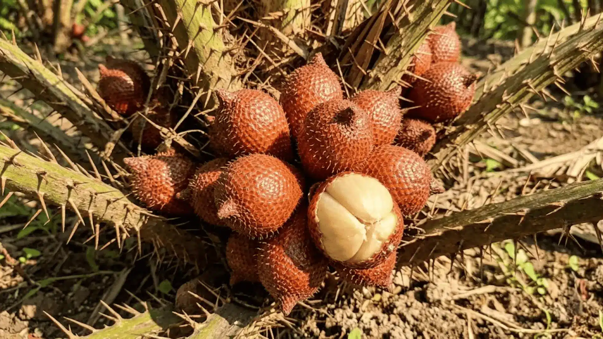 salak snake fruit growing at the base of a palm in an indonesian garden
