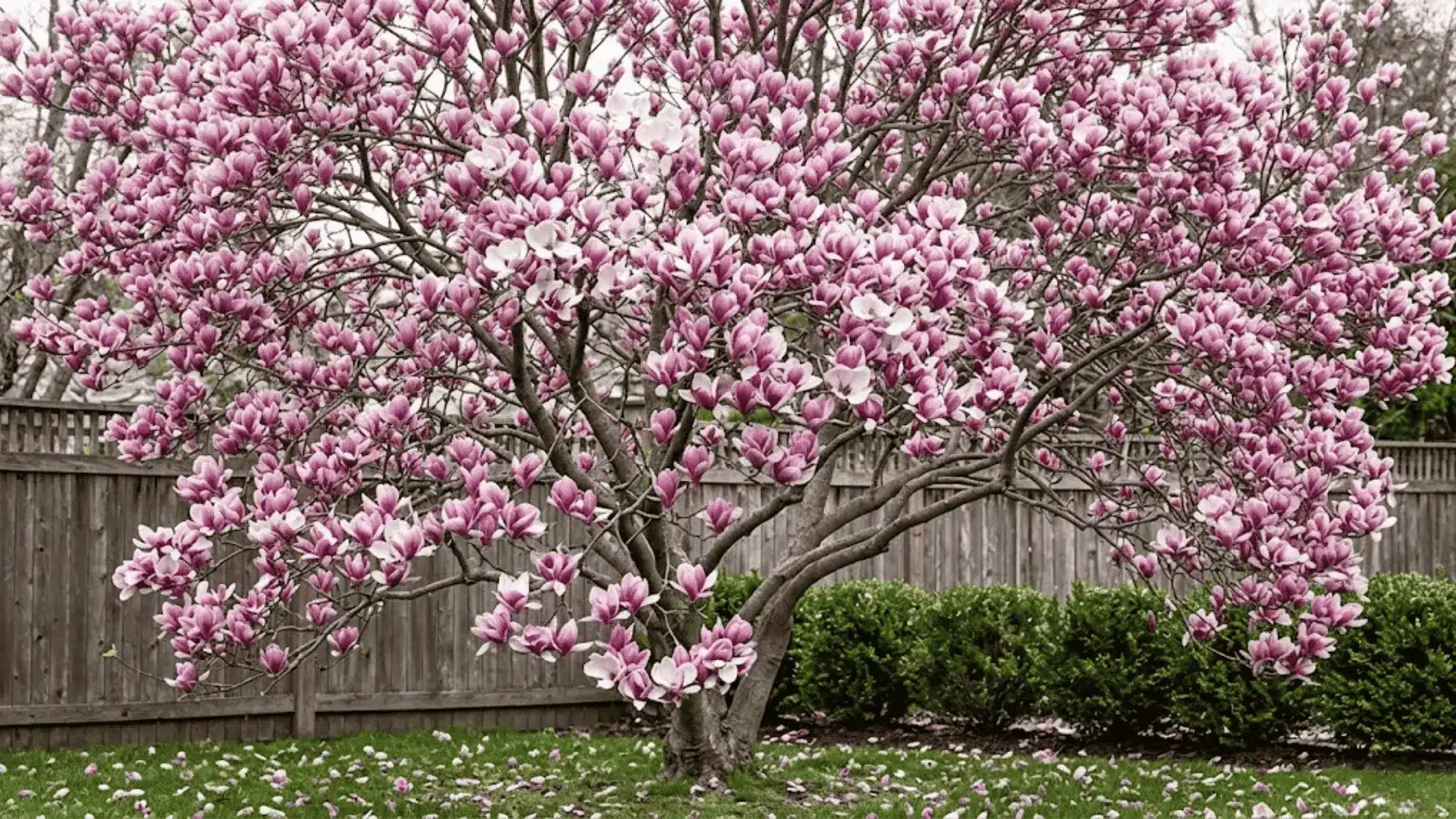 saucer magnolia tree covered in pink purple blooms on bare branches in an early spring garden