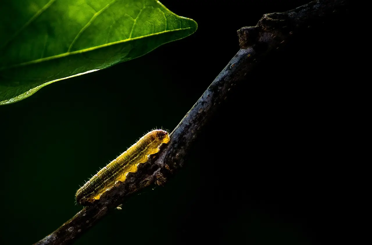 Caterpillar crawling on a twig under a large green leaf in dark setting