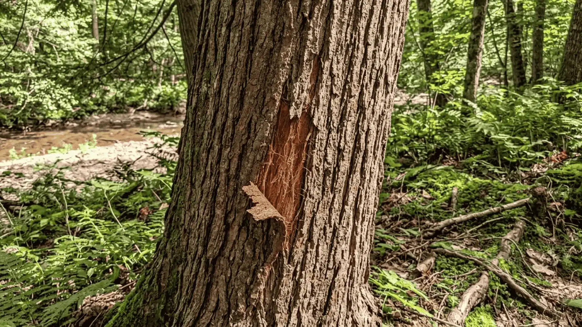 slippery elm tree bark in a moist woodland with visible inner reddish-brown layers and forest understory