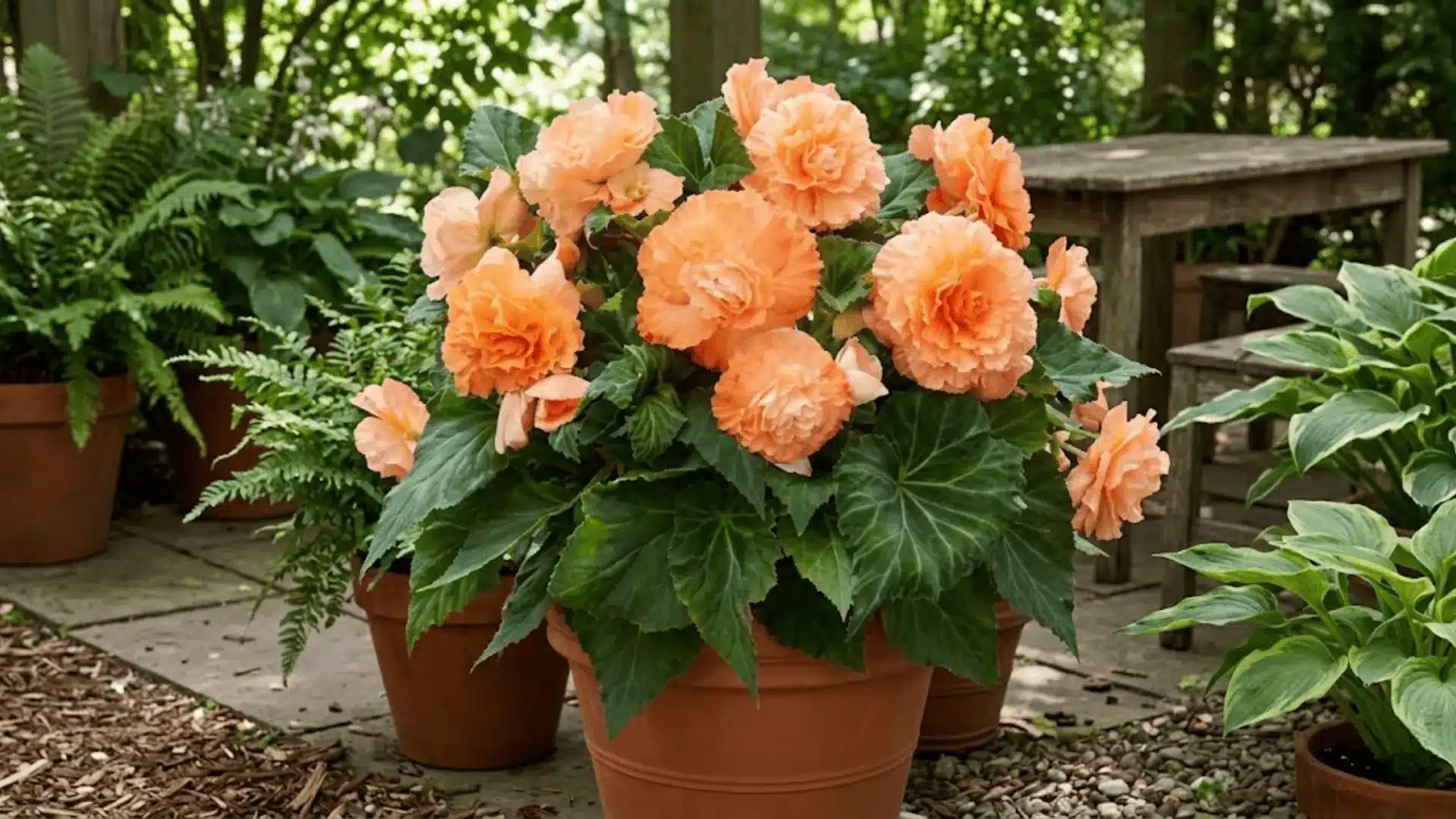 soft peach double tuberous begonia with ruffled layered blooms in a shaded outdoor container garden