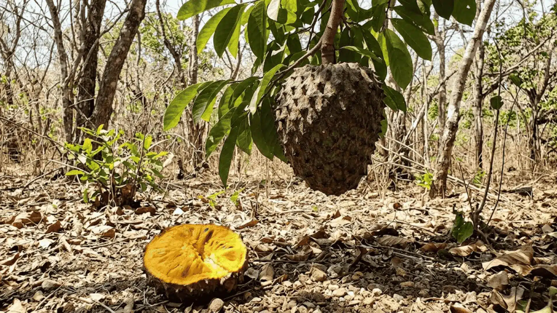 soncoya fruit on tree and cut open on forest floor in a mexican dry tropical forest
