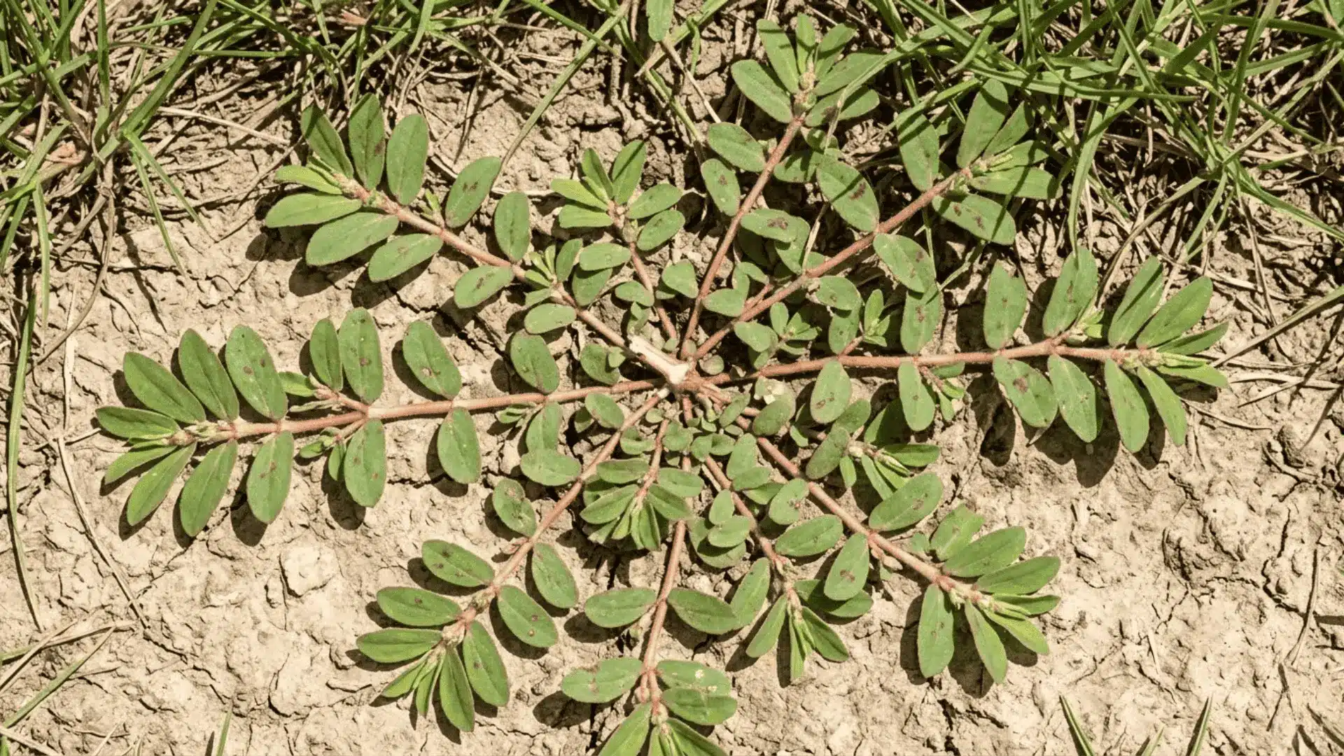 spurge with reddish stems and small oval leaves spreading flat across dry sun-baked lawn edge soil