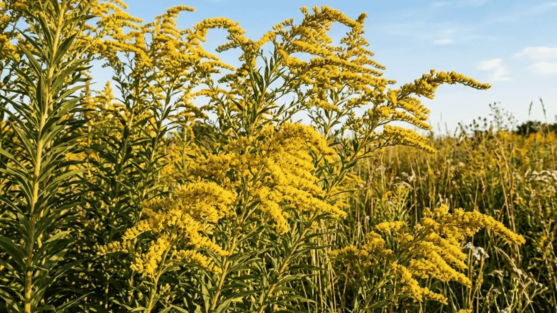tall goldenrod in peak bloom with detailed feathery yellow plumes in a naturalistic late summer meadow