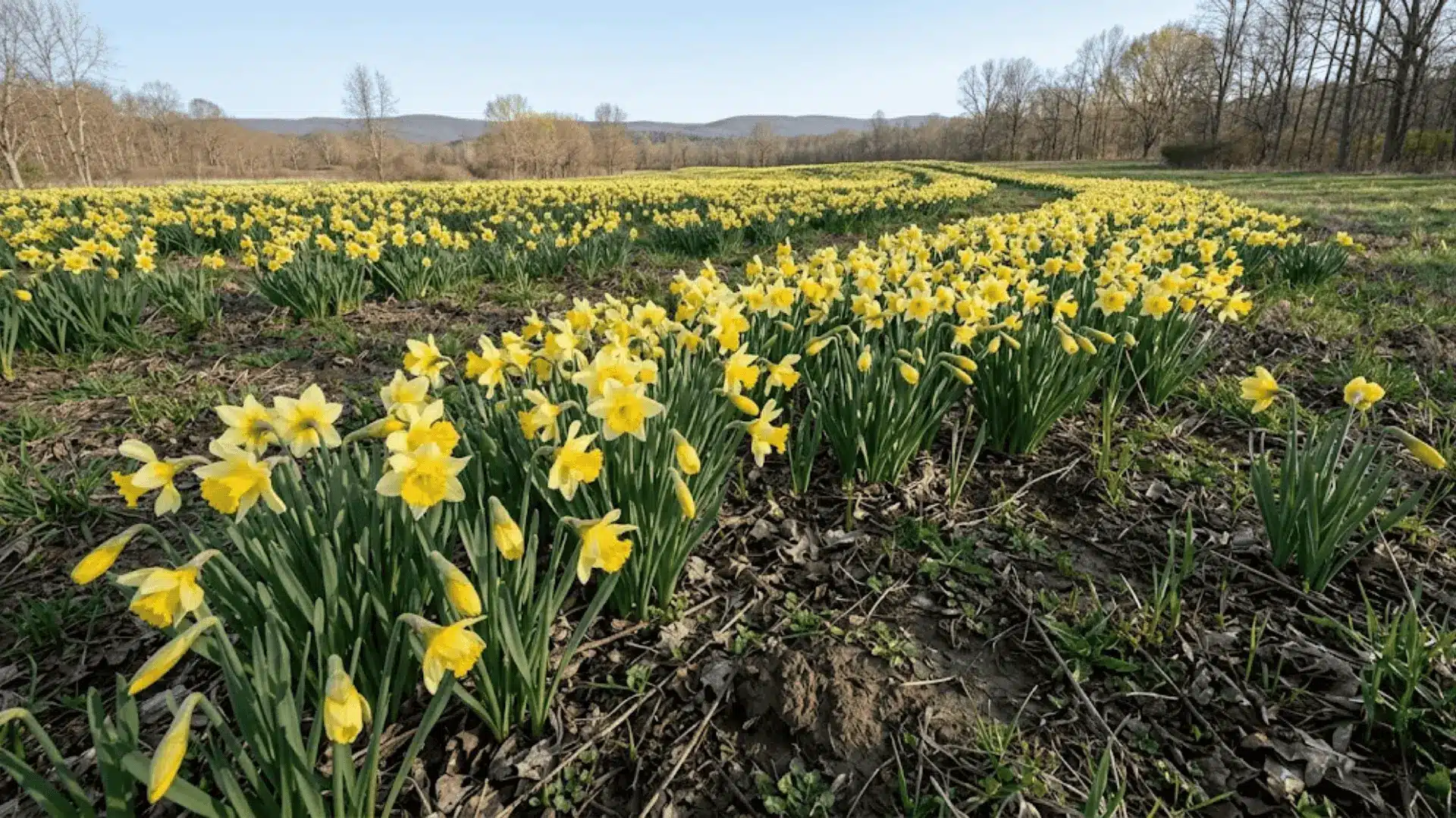 trumpet narcissus drift in a naturalized meadow photographed from standing height in early spring light