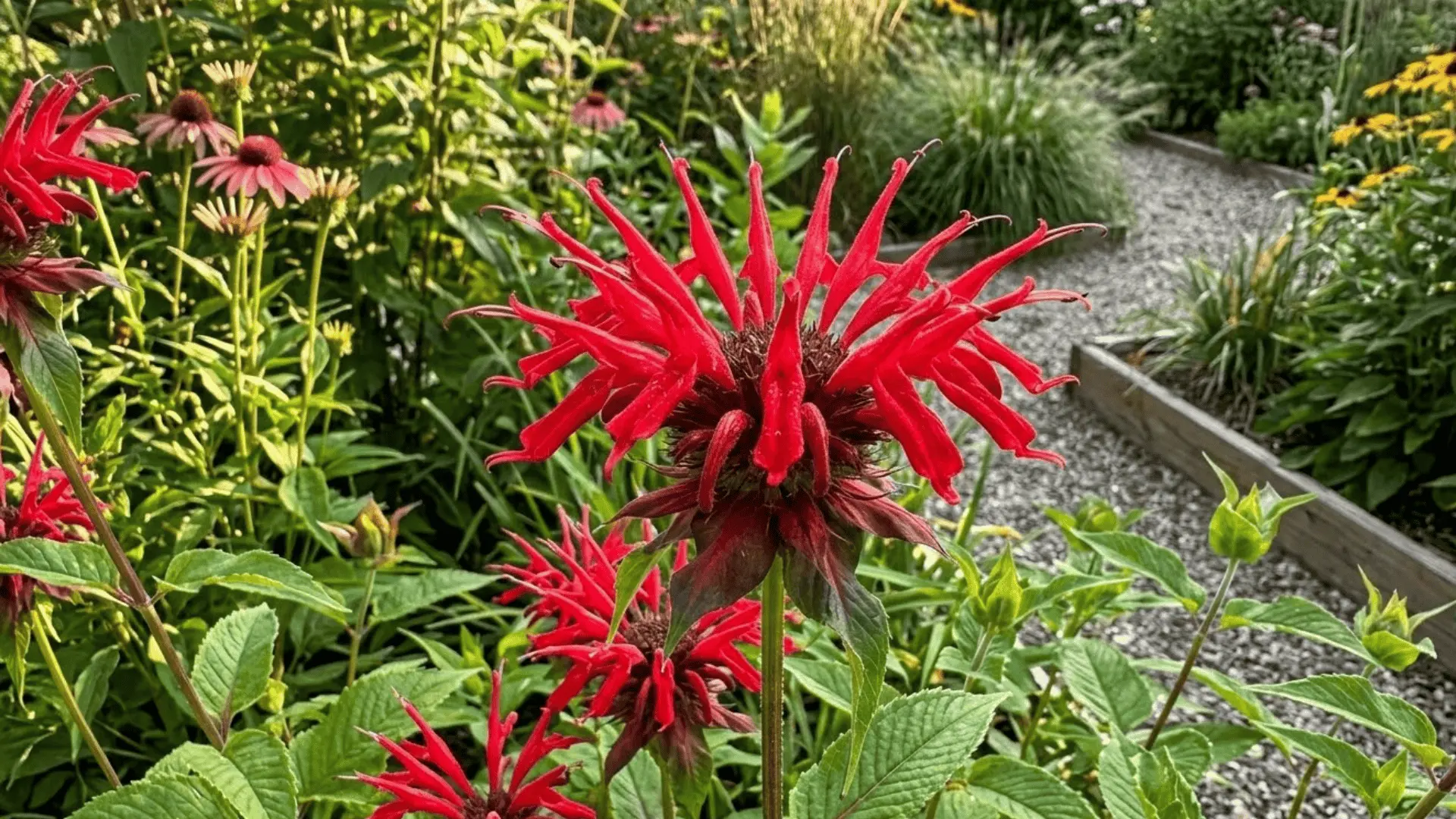 vivid red bee balm with spidery detailed flower heads in a naturalistic garden in warm afternoon light