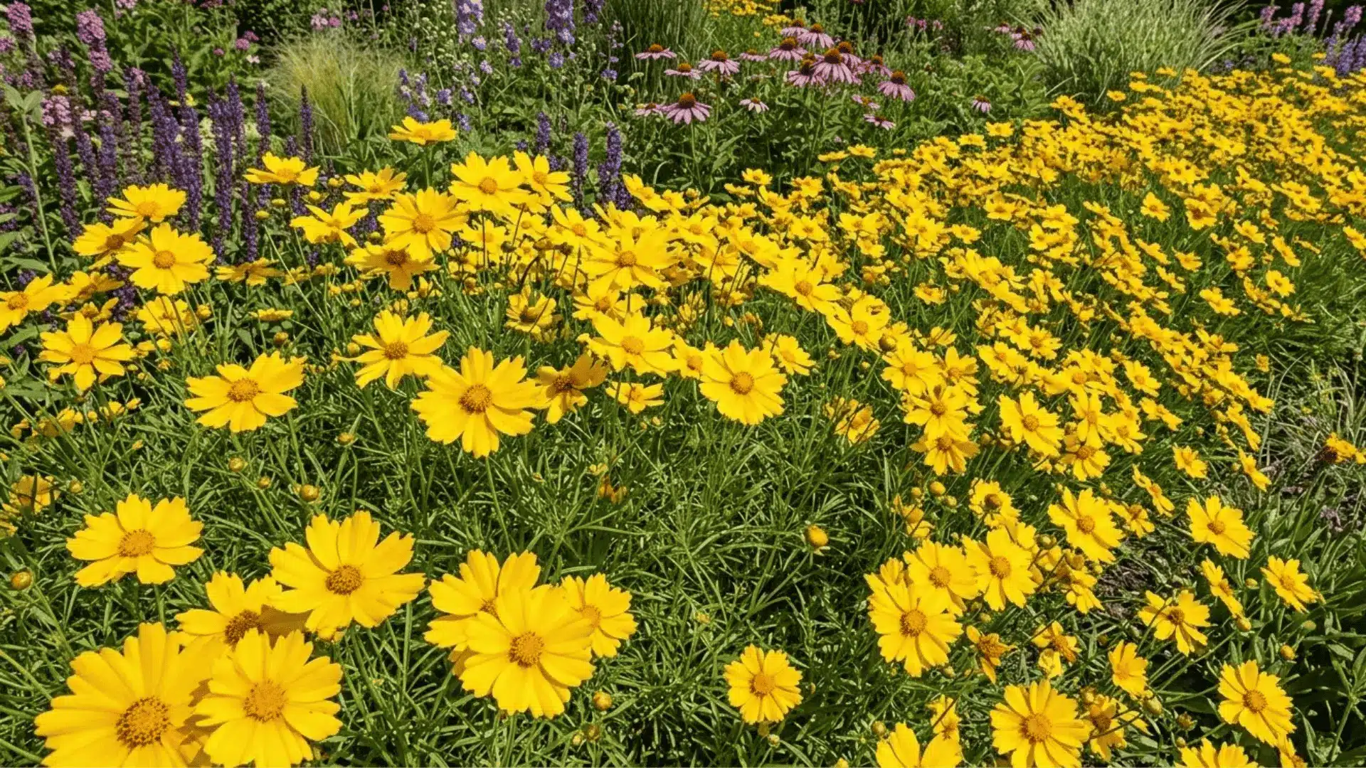 vivid yellow coreopsis daisies in a sunny summer garden border photographed in strong natural daylight