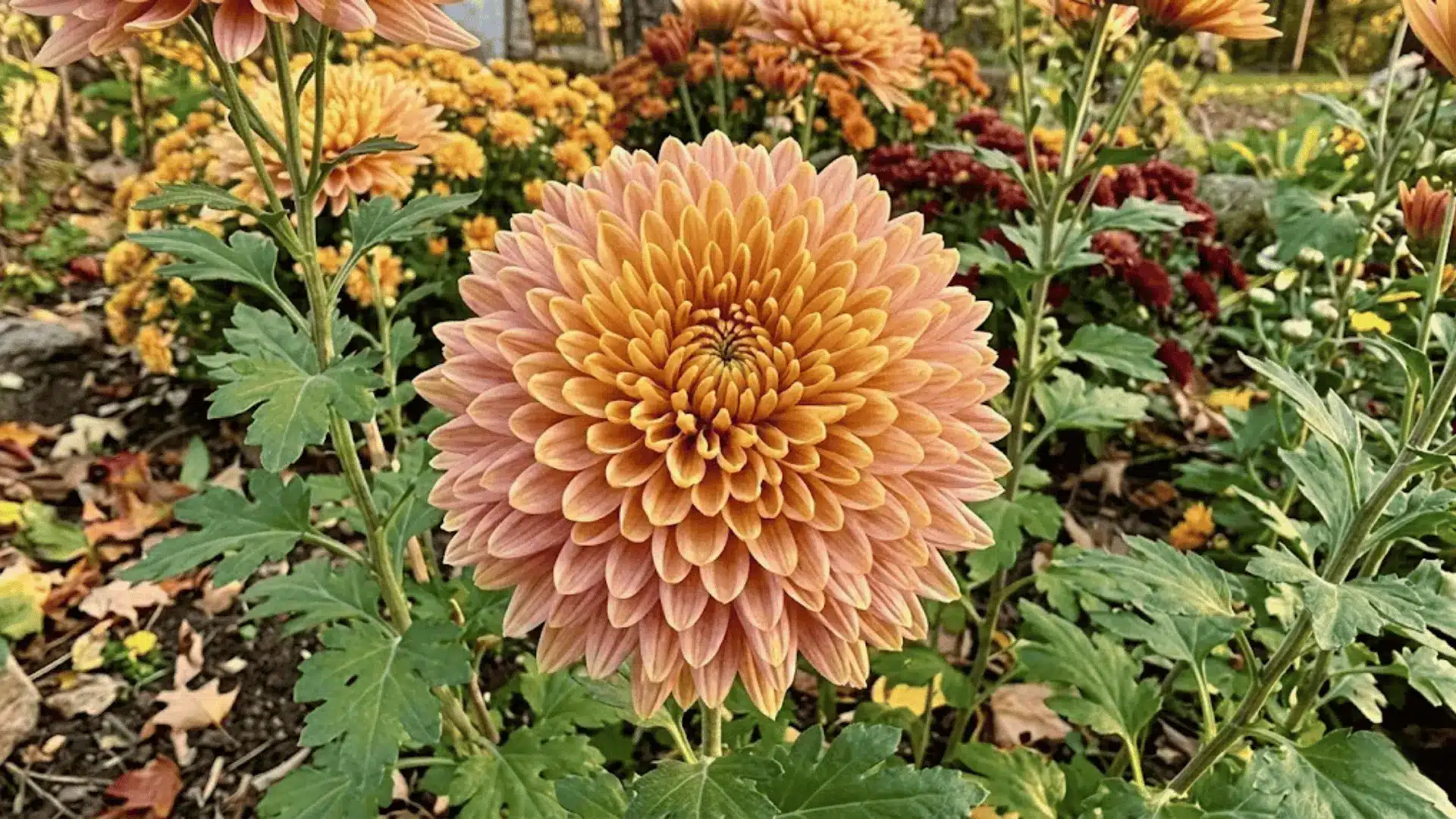 warm gold and pink chrysanthemum with dense layered petals blooming in an outdoor autumn garden