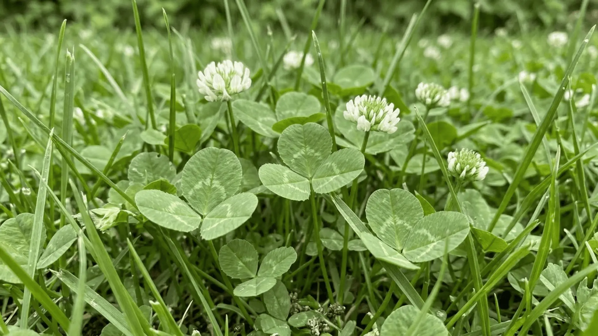 white clover with round three-part leaflets and small white flowers growing through lawn grass