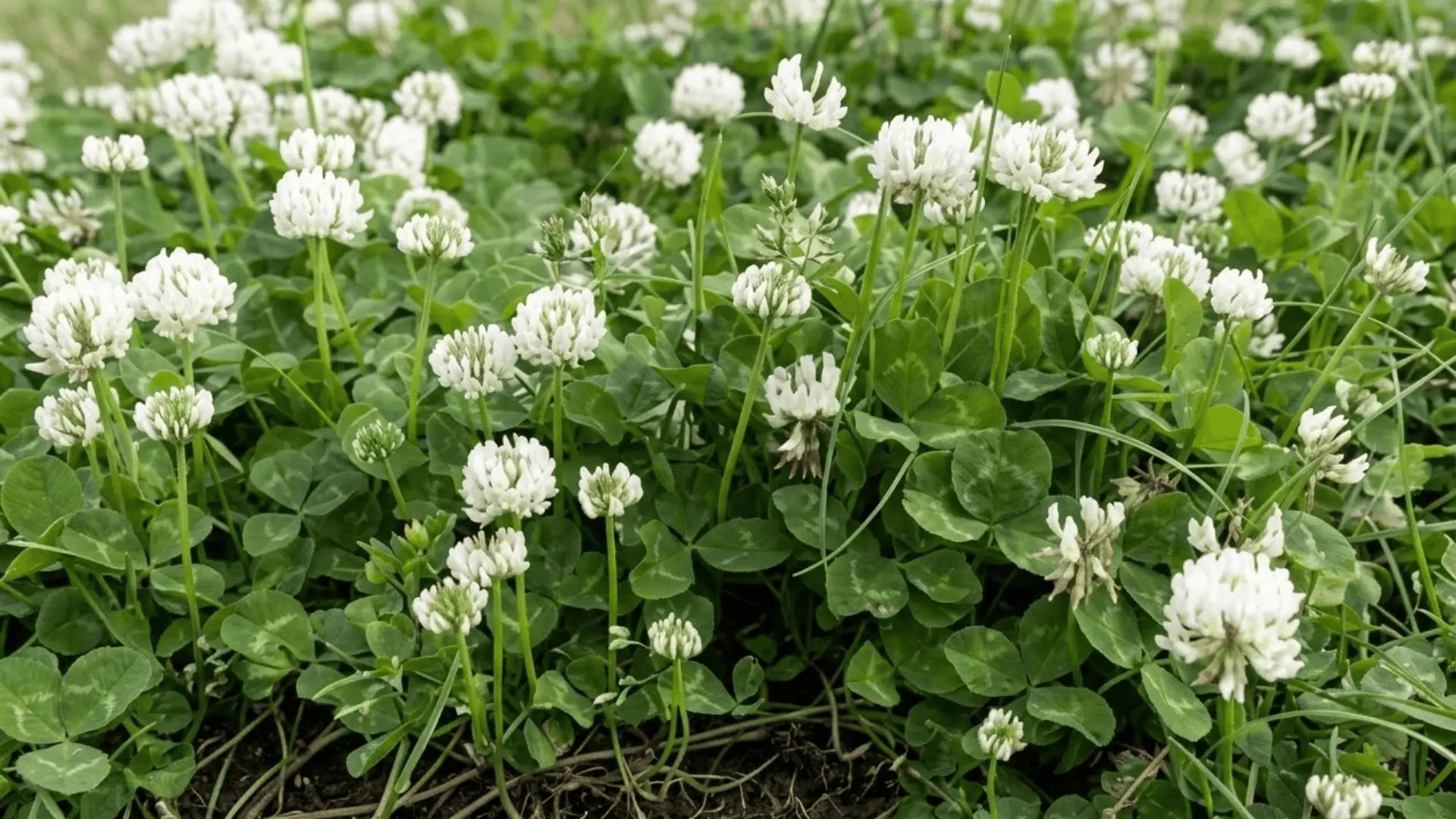 white clover with trifoliate leaves and oval flower clusters growing across a residential lawn