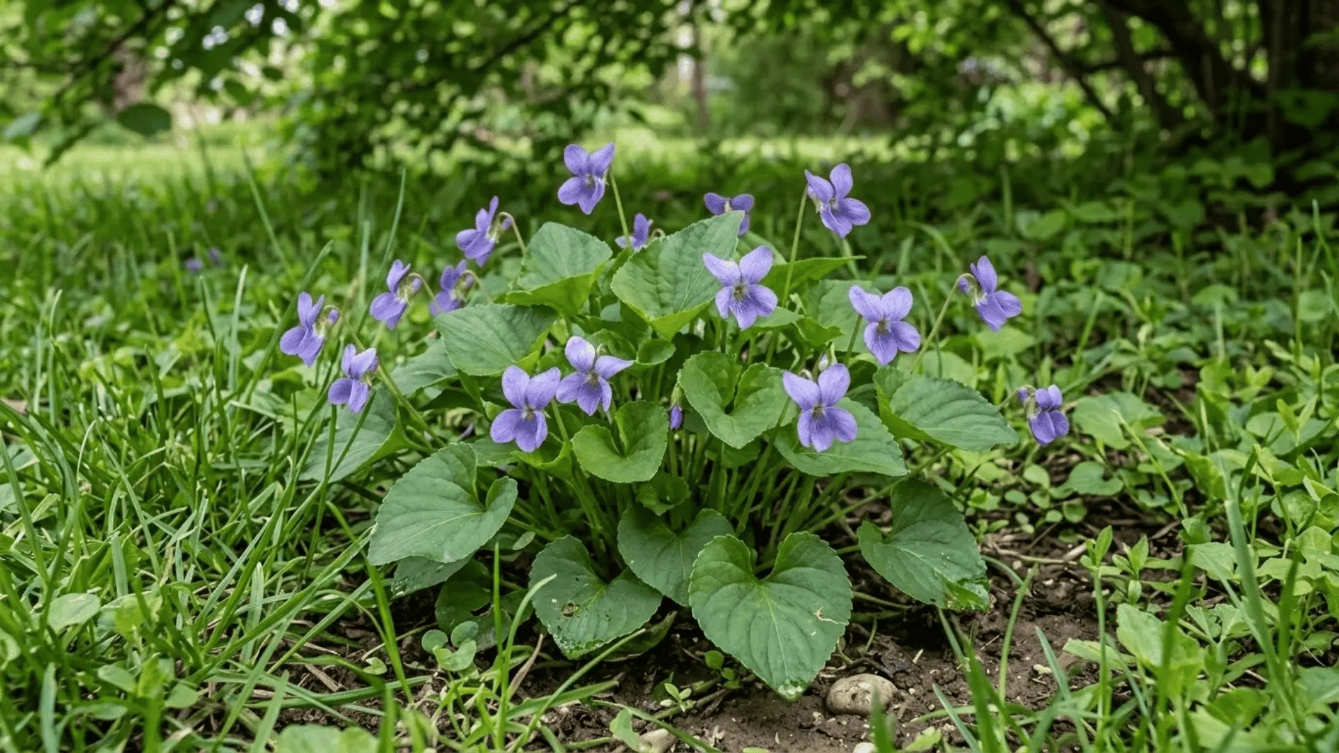 wild violet with heart-shaped leaves and purple-blue flowers growing in a moist shaded lawn
