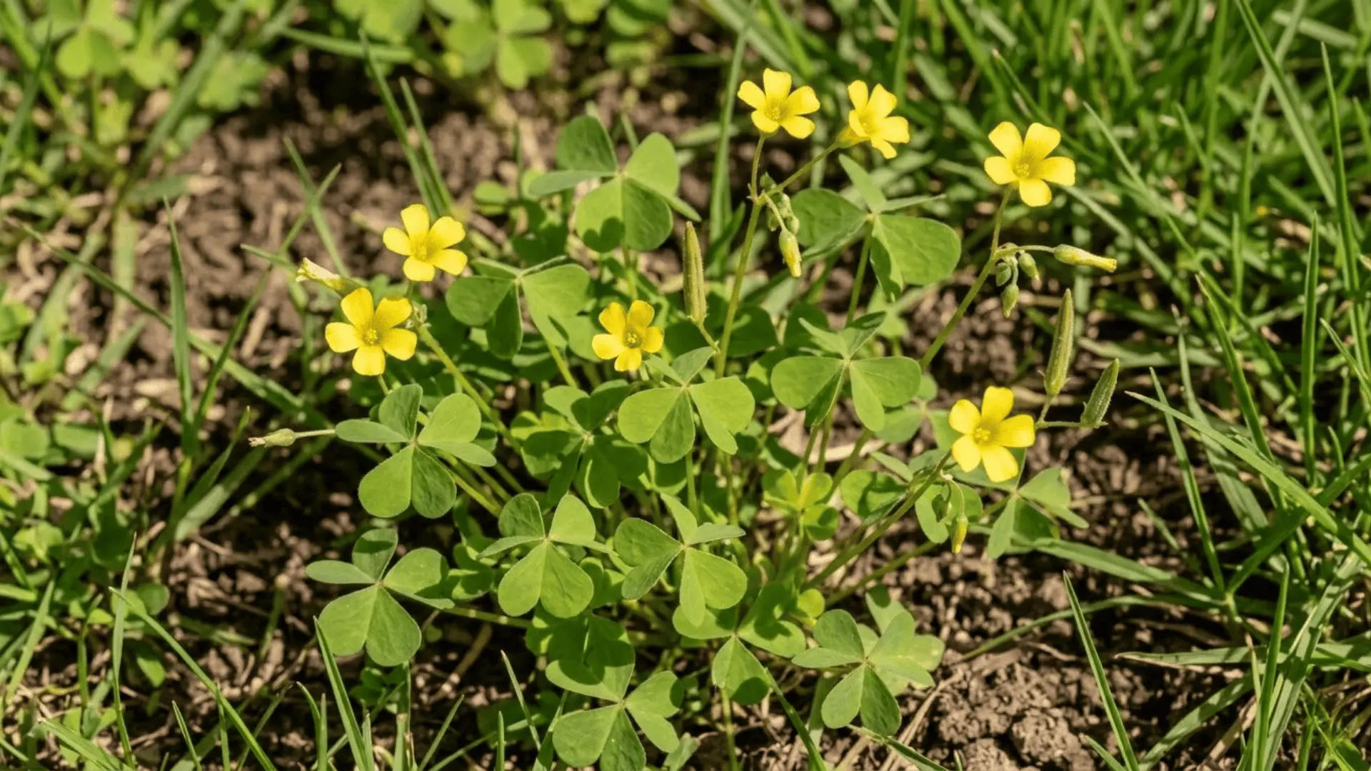 yellow woodsorrel with heart-shaped leaflets and small yellow flowers growing in a sunny lawn or garden bed