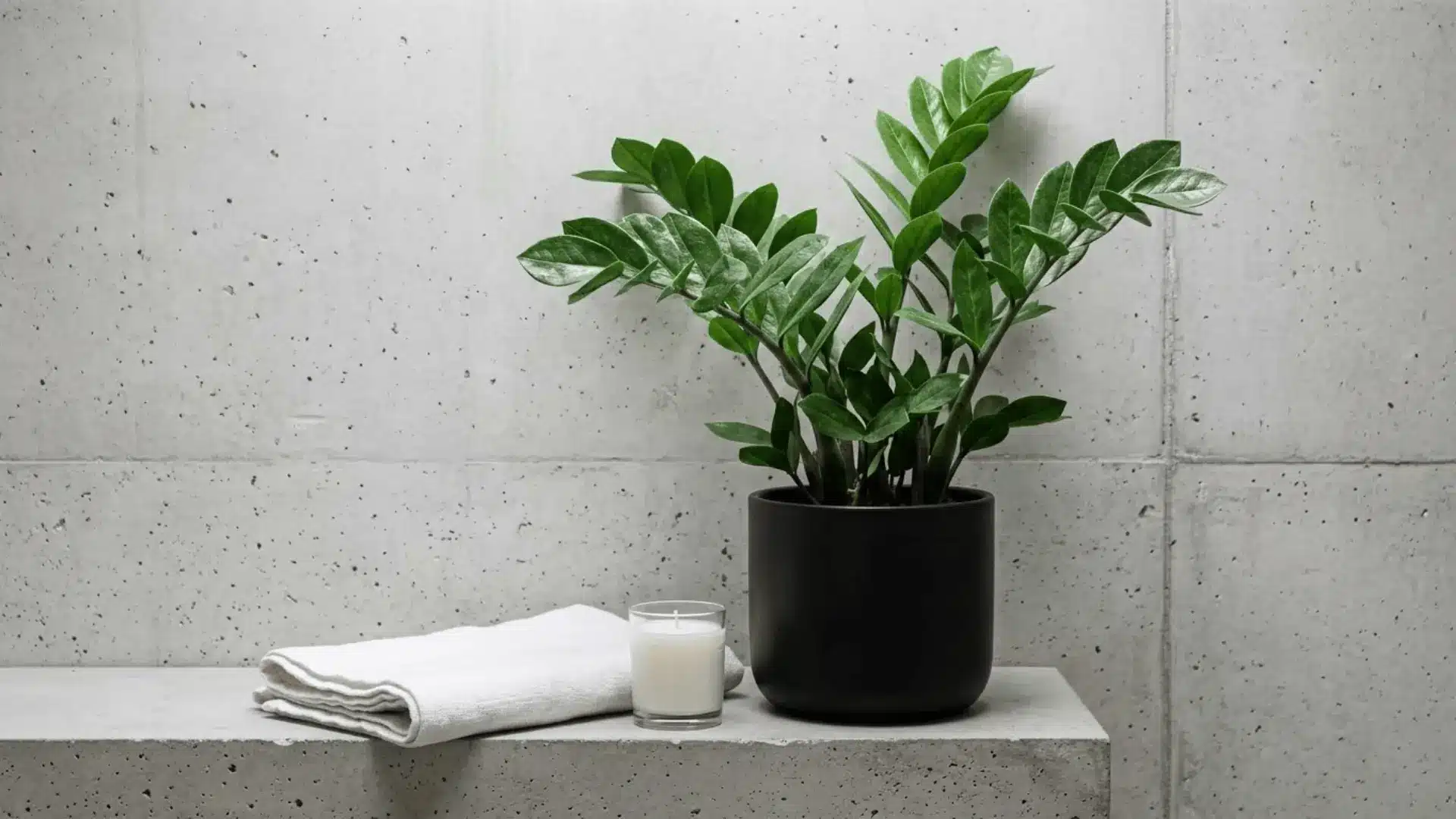 zz plant in a matte black pot on a bathroom shelf with grey concrete wall and white towels