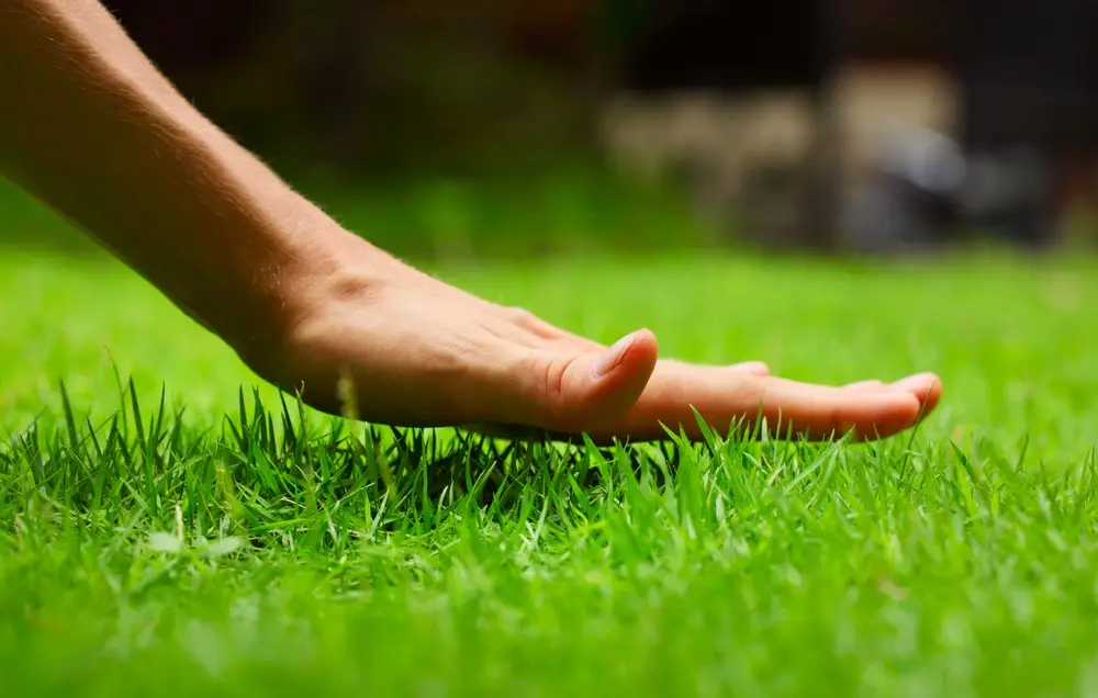 Hand gently pressing down on lush green grass in sunlight