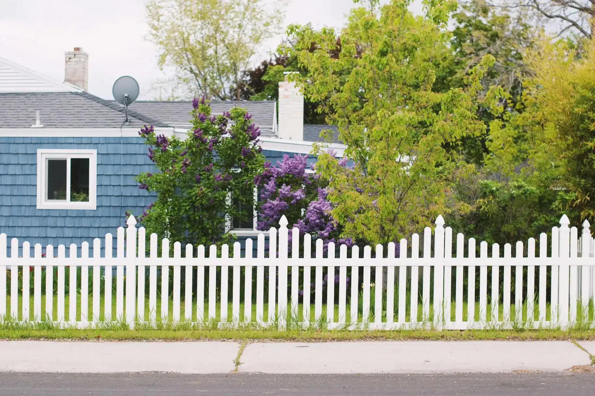 White picket fence with blooming lilac bushes and blue house in suburban garden