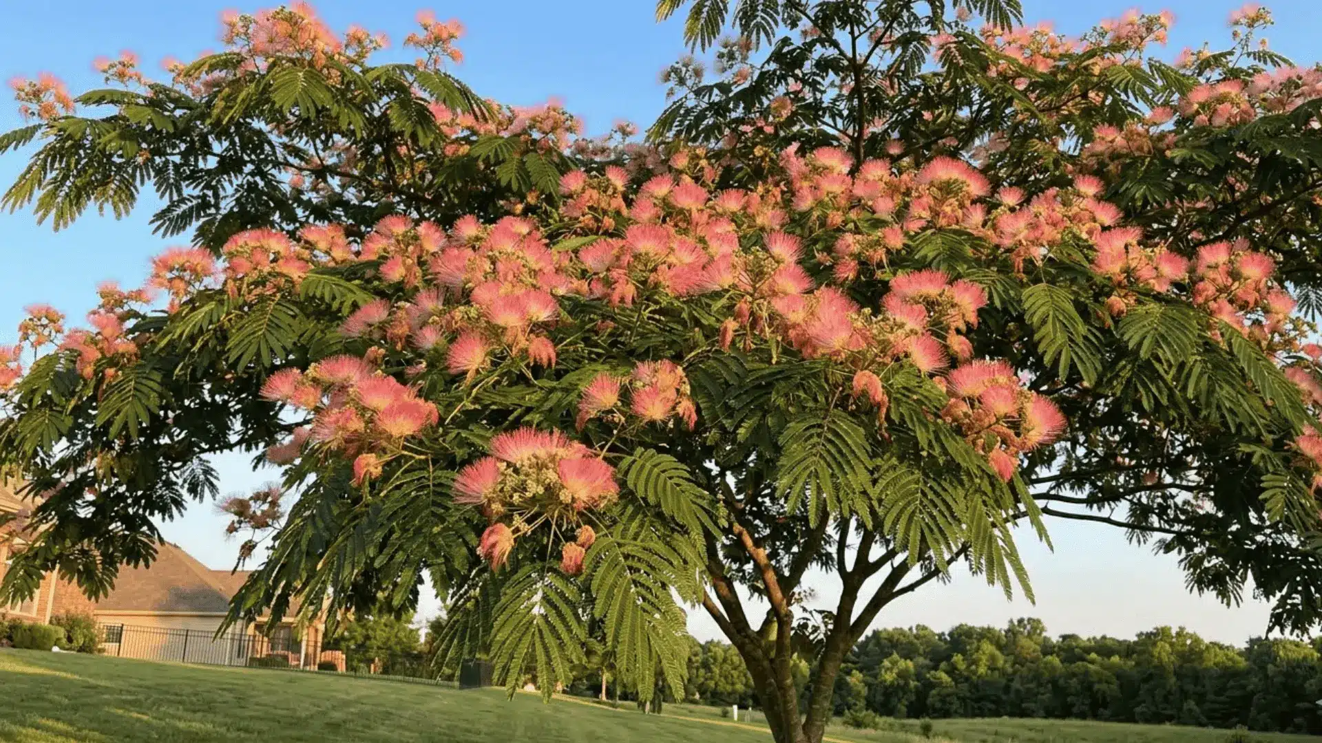 mimosa silk tree in full bloom with soft feathery pink flowers spreading across a wide canopy in summer