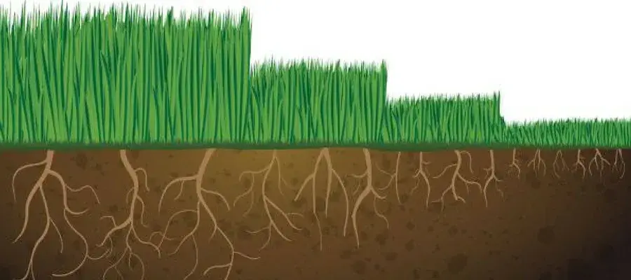 Cross-section illustration of grass with roots extending into brown soil