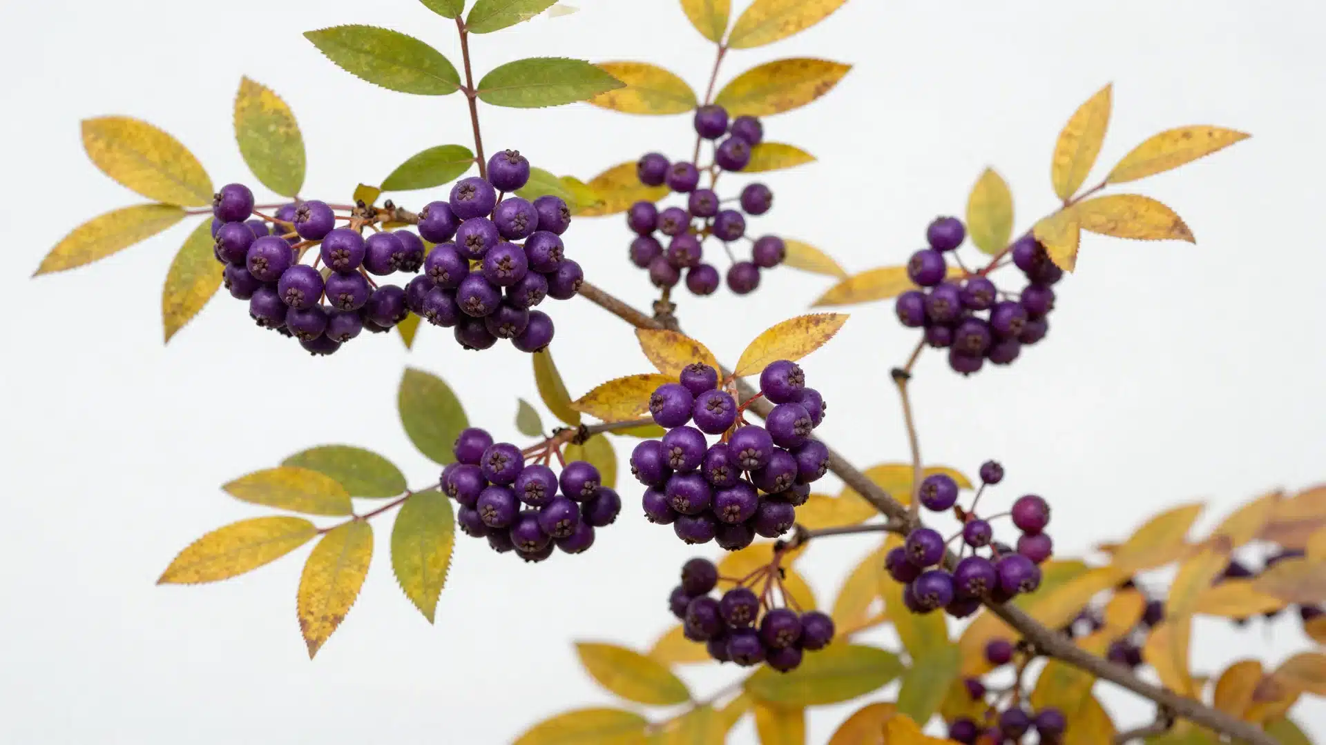 A beautyberry shrub showcasing its standout feature dense, metallic purple berry clusters along its arching stems.