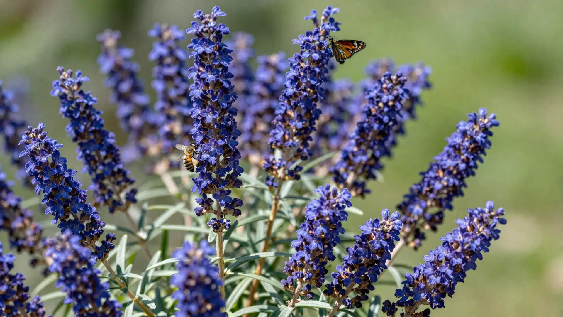 A bluebeard shrub featuring intense, true-blue flower spikes that provide vibrant color in the late summer garden.