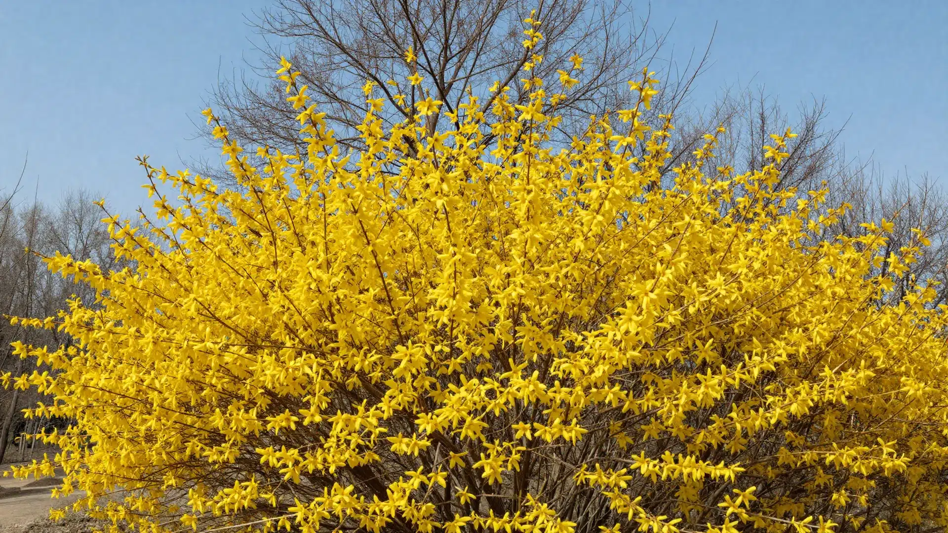 A bright forsythia bush covered in masses of brilliant yellow flowers, signaling the arrival of early spring.