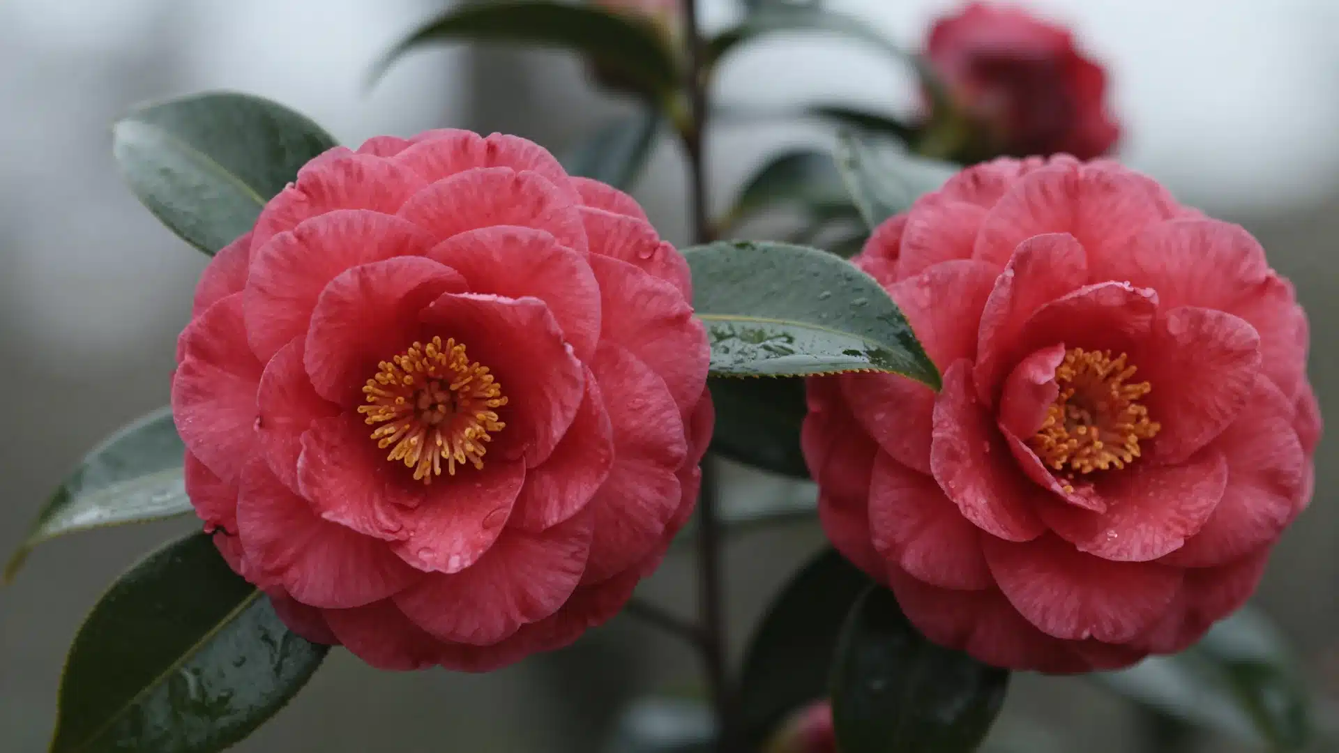 A camellia bush showcasing elegant, deep pink, rose-like flowers blooming against dark, glossy evergreen leaves