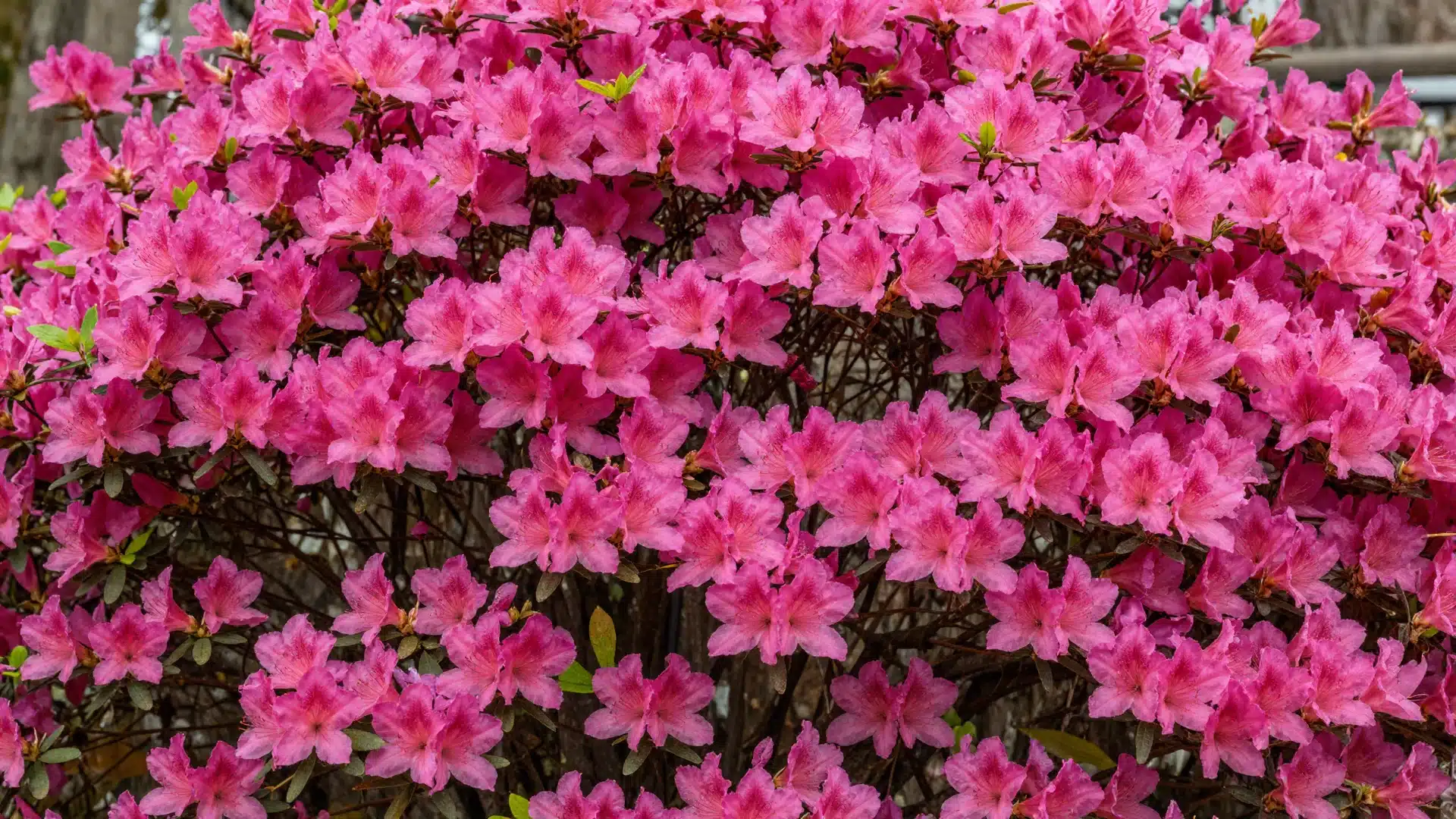 A dense azalea shrub completely covered in brilliant pink flowers, highlighting its dramatic spring display.