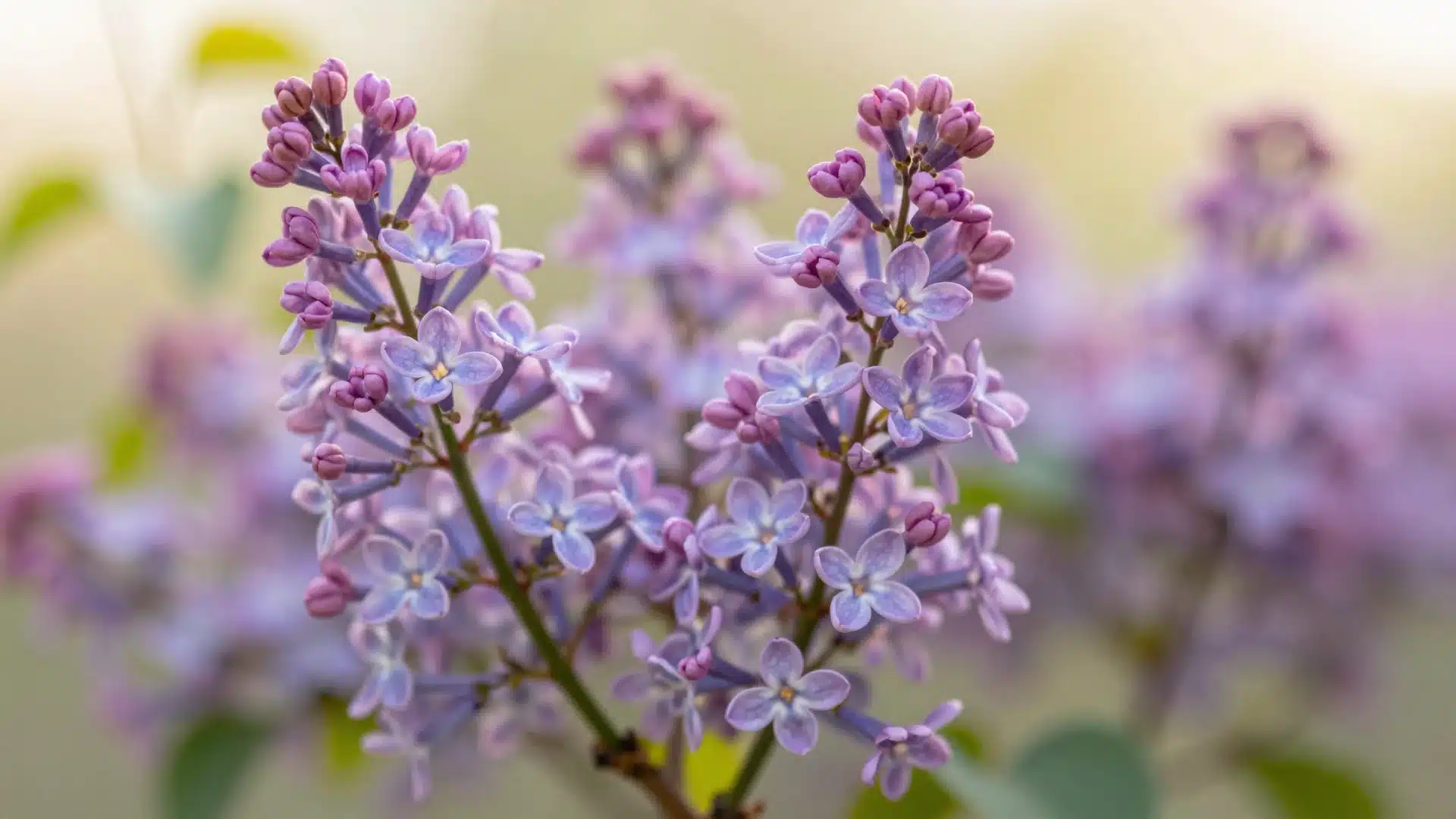 A fragrant lilac bush with dense clusters of purple and white flowers in full bloom during late spring.