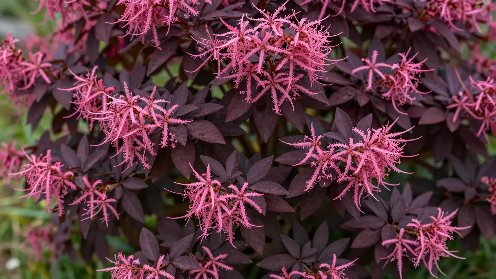 A loropetalum shrub, or Chinese fringe flower, displaying striking pink, fringe-like blooms against deep purple evergreen leaves.