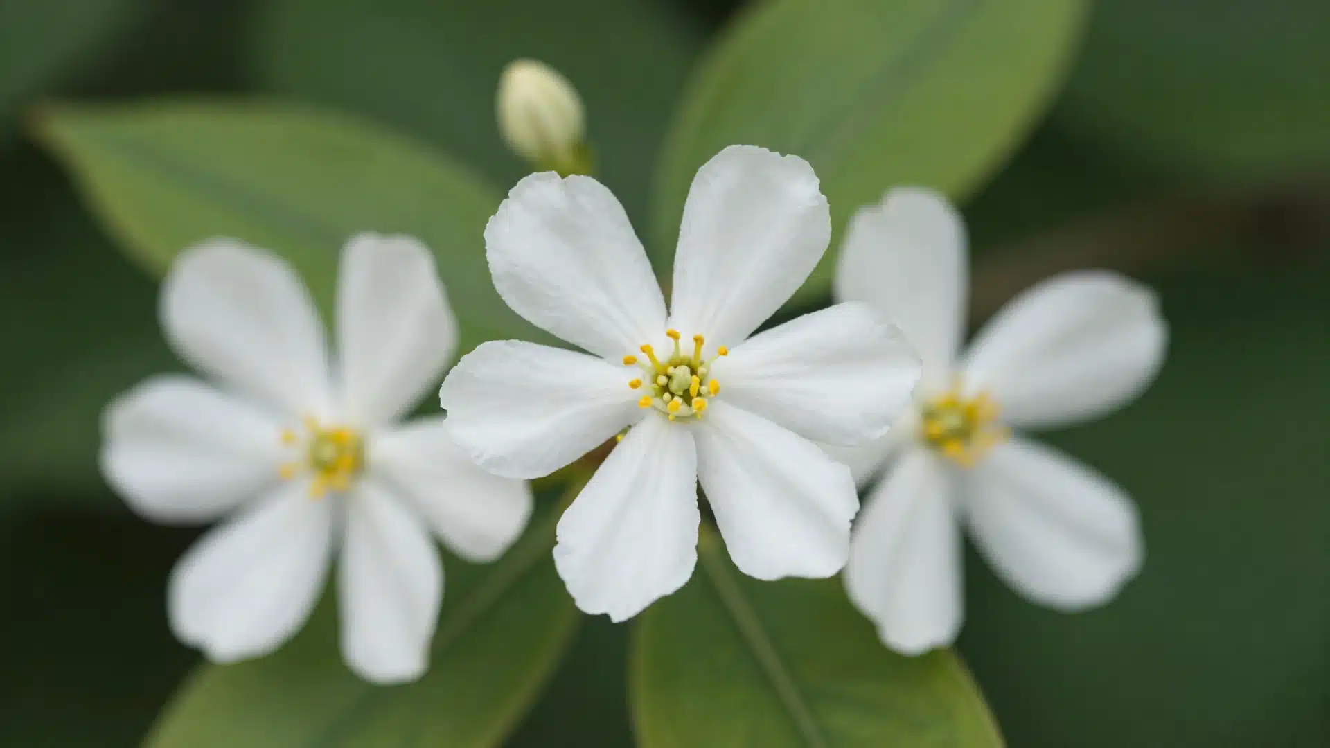 A mock orange shrub in full bloom with abundant, pure white flowers that resemble orange blossoms.
