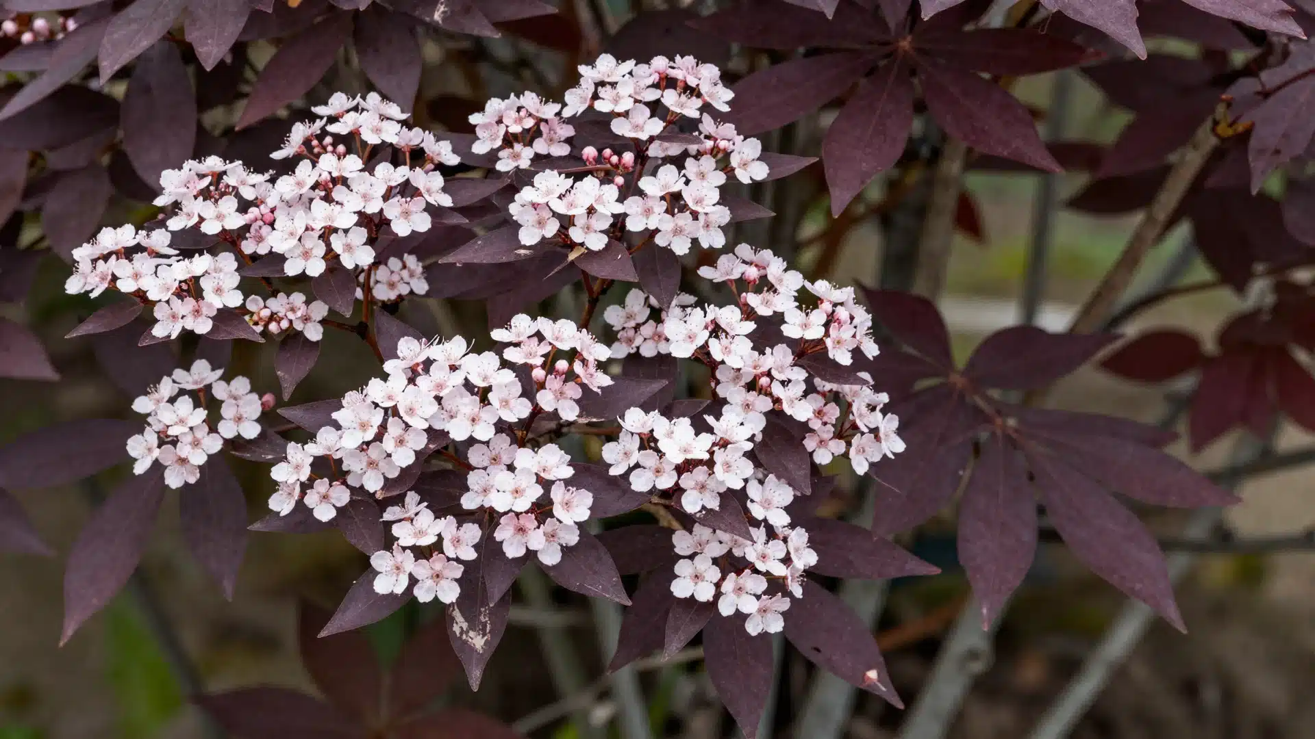 A ninebark shrub with distinctive peeling bark and clusters of small, delicate white flowers against dark foliage.