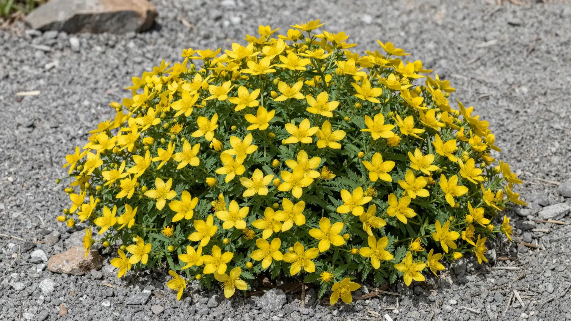 A potentilla shrub covered in small, cheerful yellow flowers, demonstrating its ability to bloom from spring until frost.