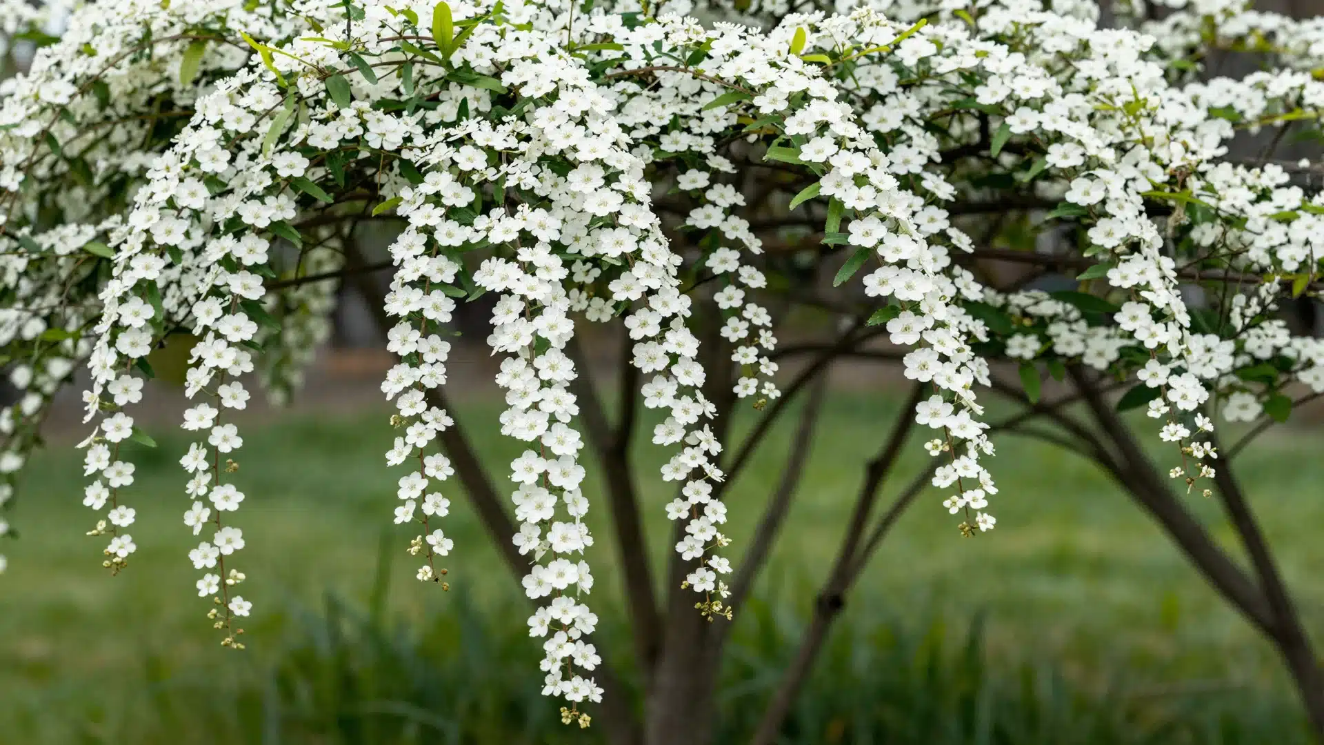A spirea bush covered in delicate white flower clusters, creating a dense, rounded shape during spring.