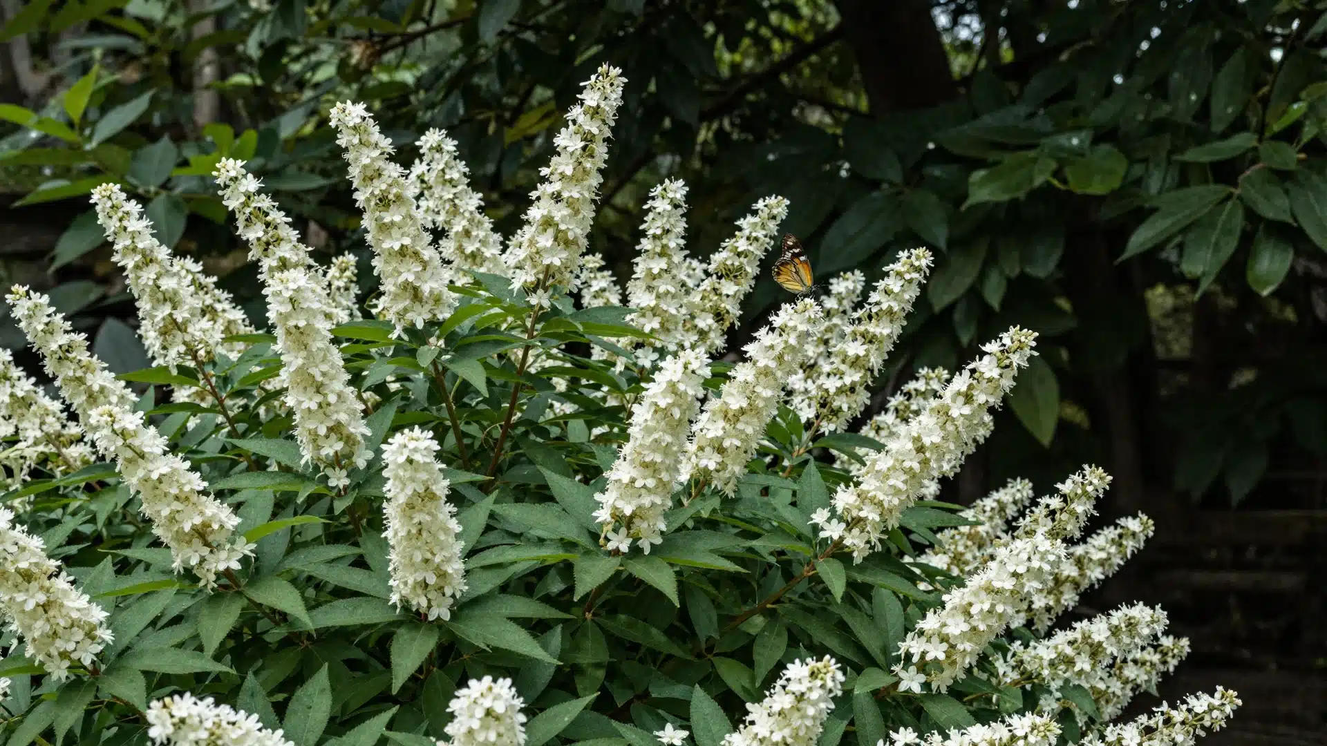 A summersweet shrub featuring upright, fragrant white flower spikes that bloom in midsummer.