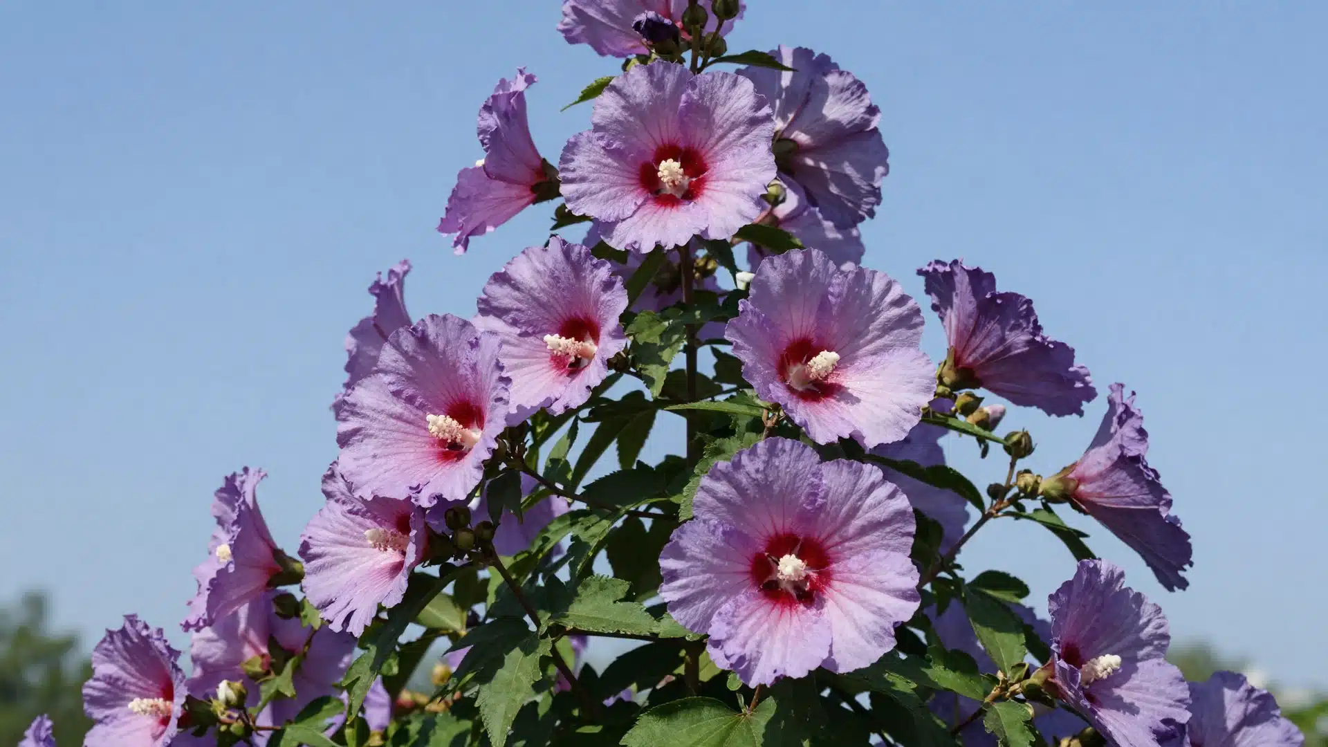 A tall Rose of Sharon shrub loaded with large, tropical-looking pink and purple hibiscus-like flowers.
