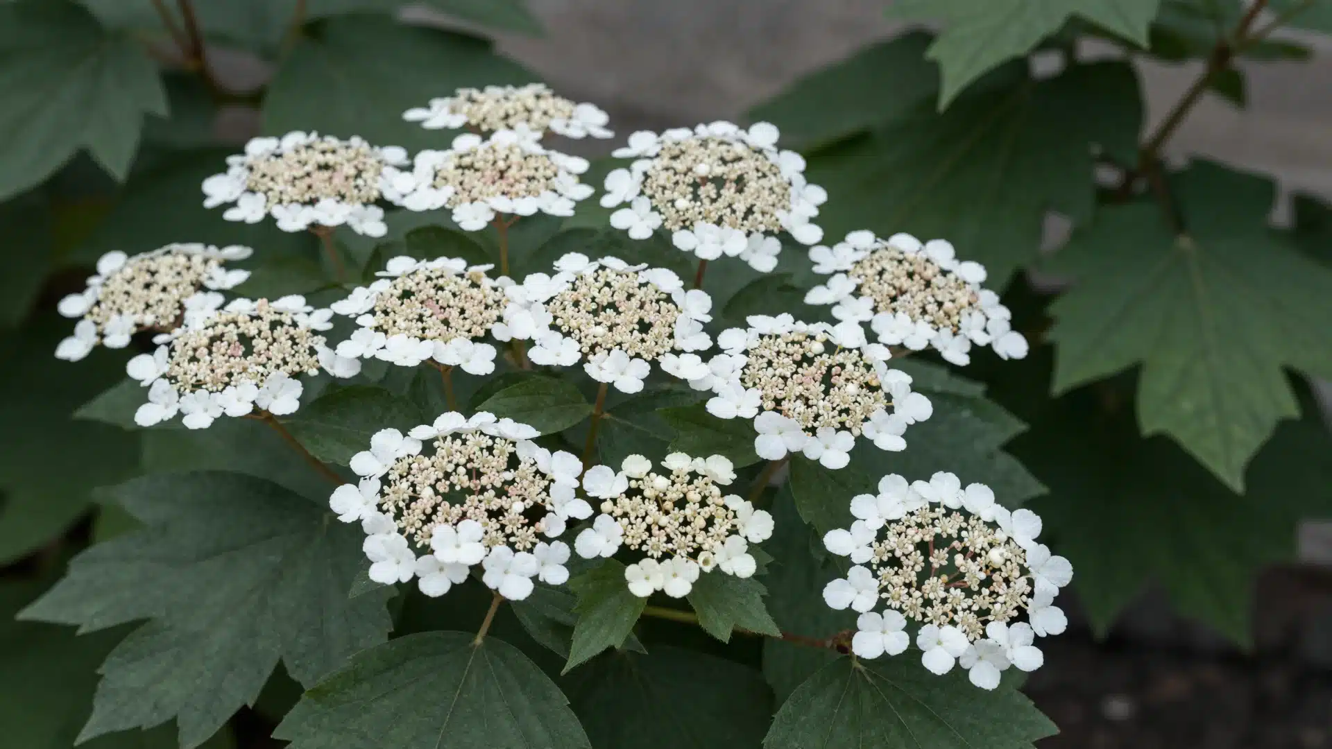 A viburnum shrub displaying beautiful, spherical clusters of white flowers that stand out against its lush green leaves.